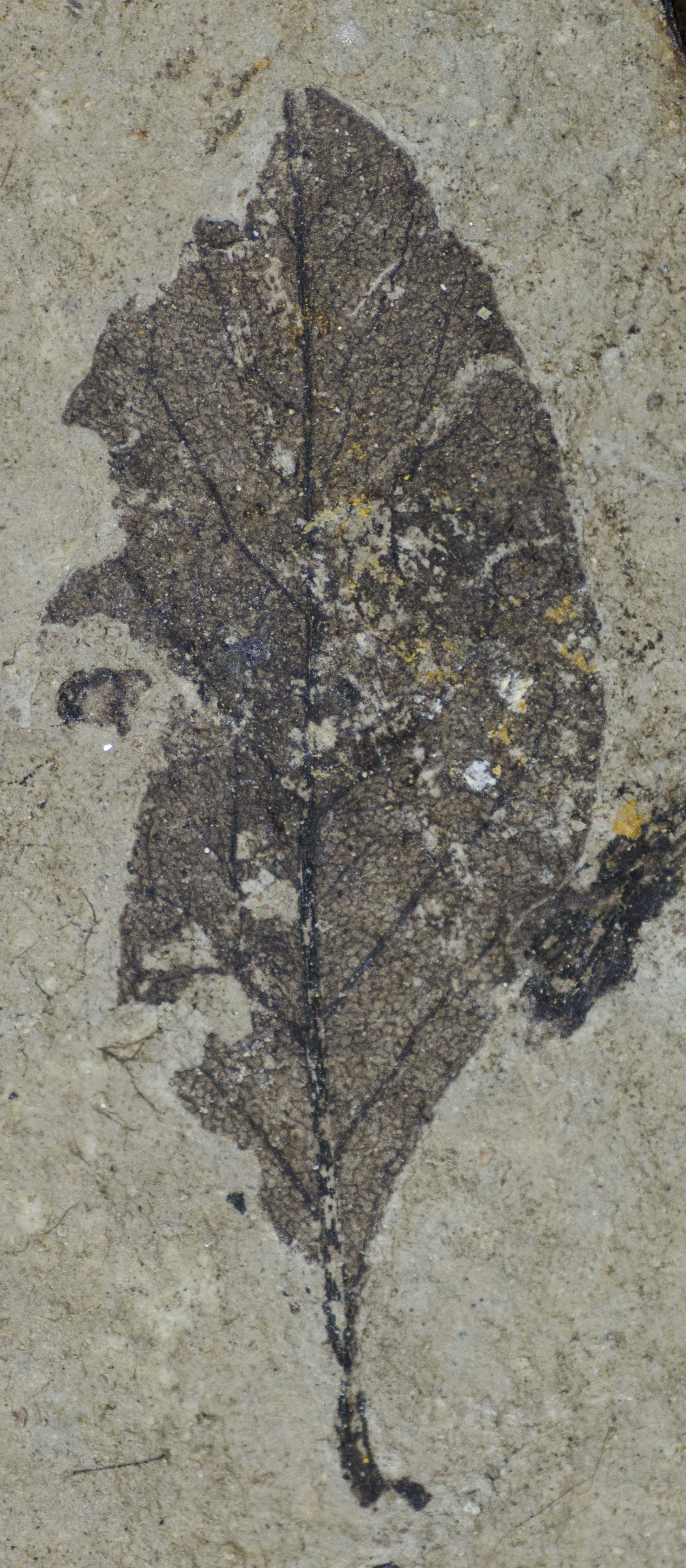 Fossil Image