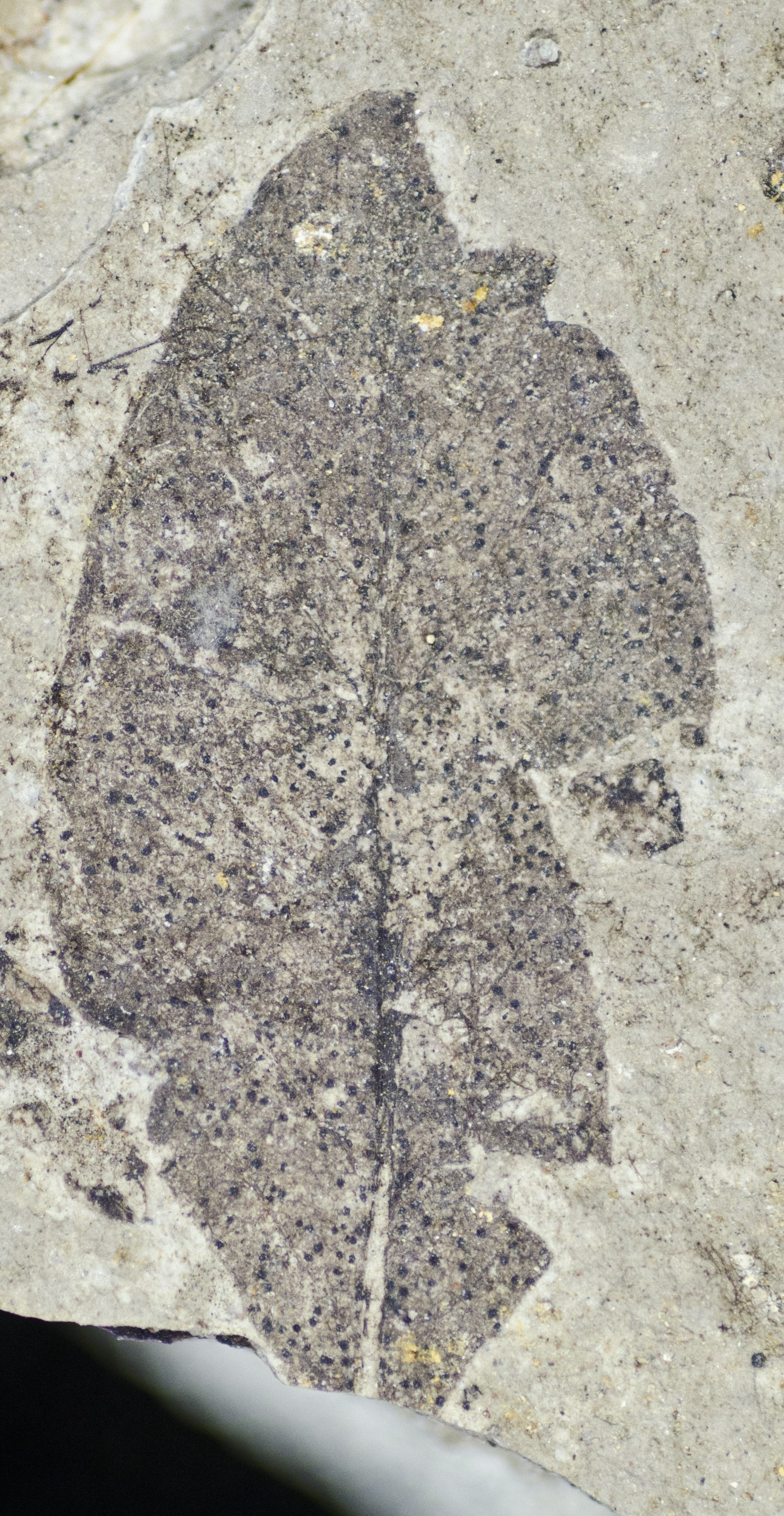 Sample 1 Image