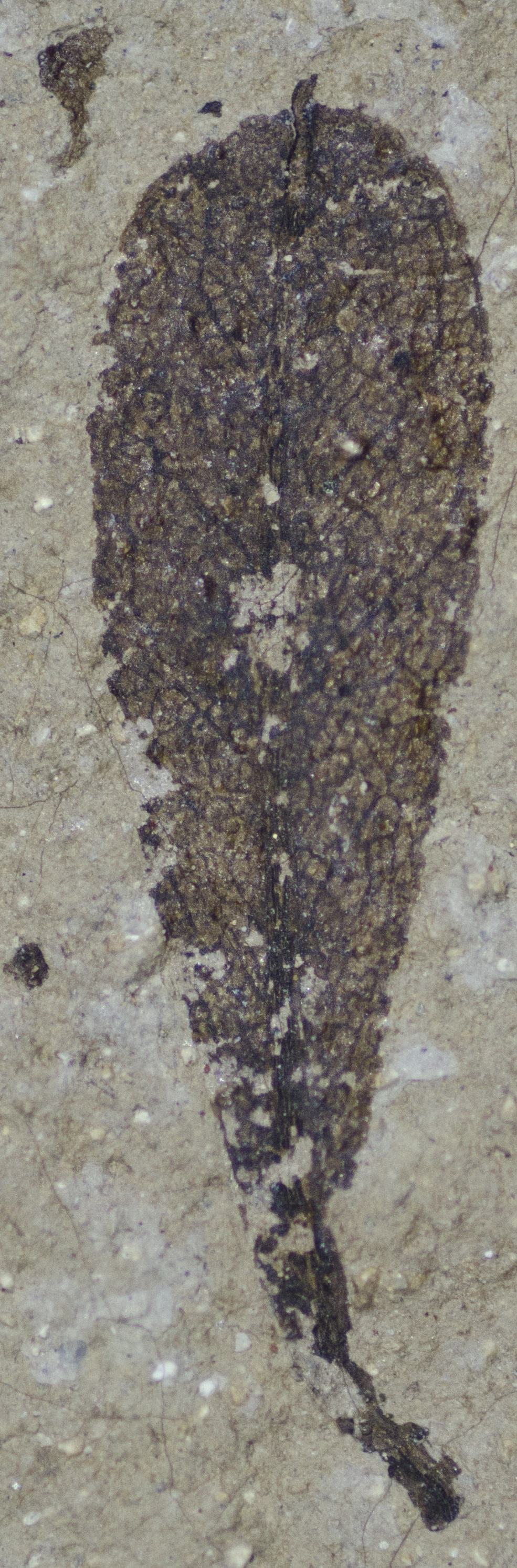 Fossil Image
