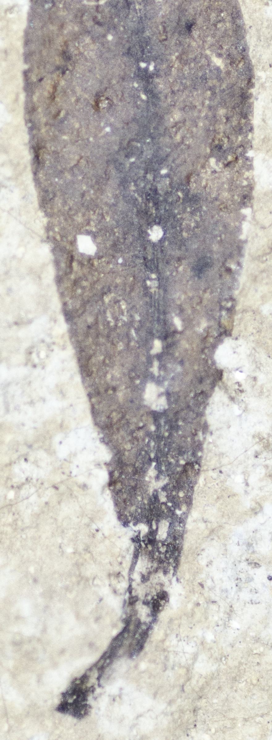 Fossil Image