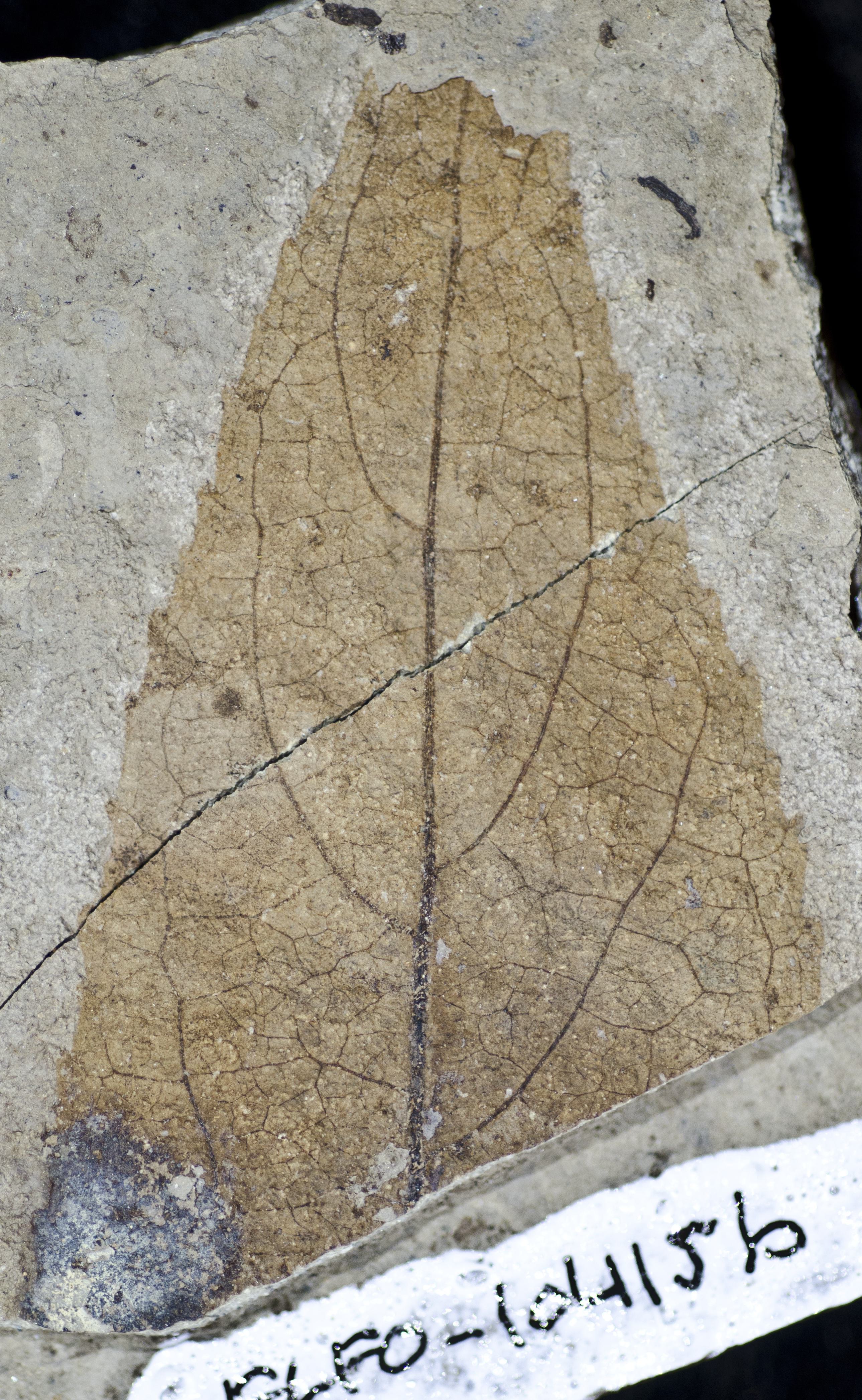 Fossil Image