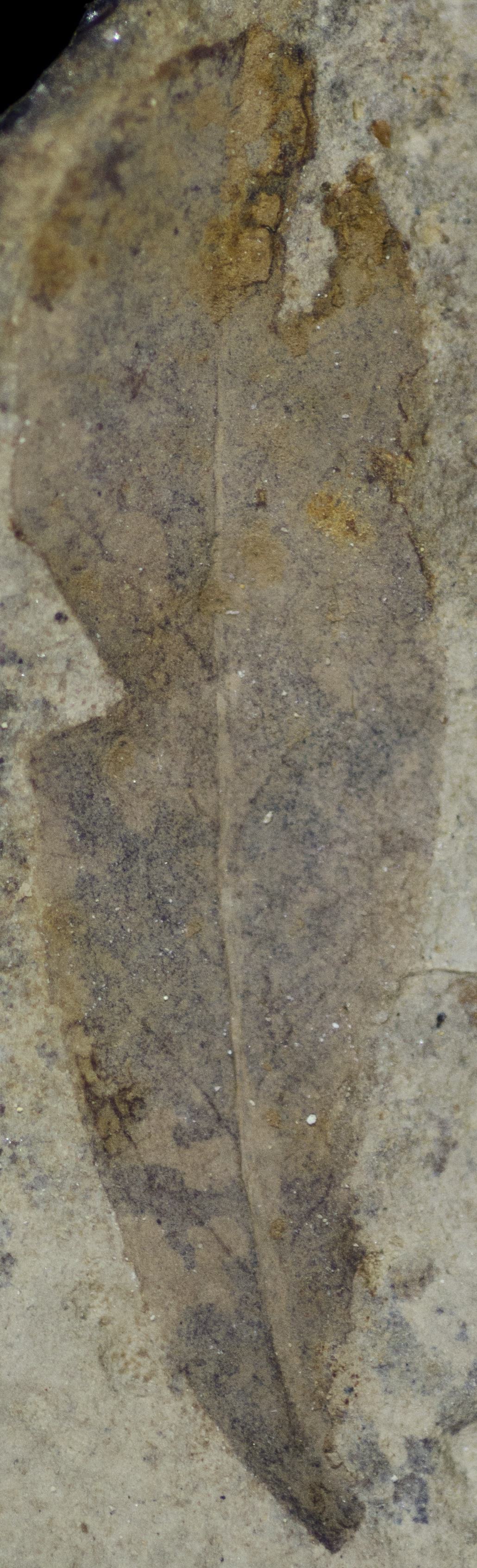 Fossil Image