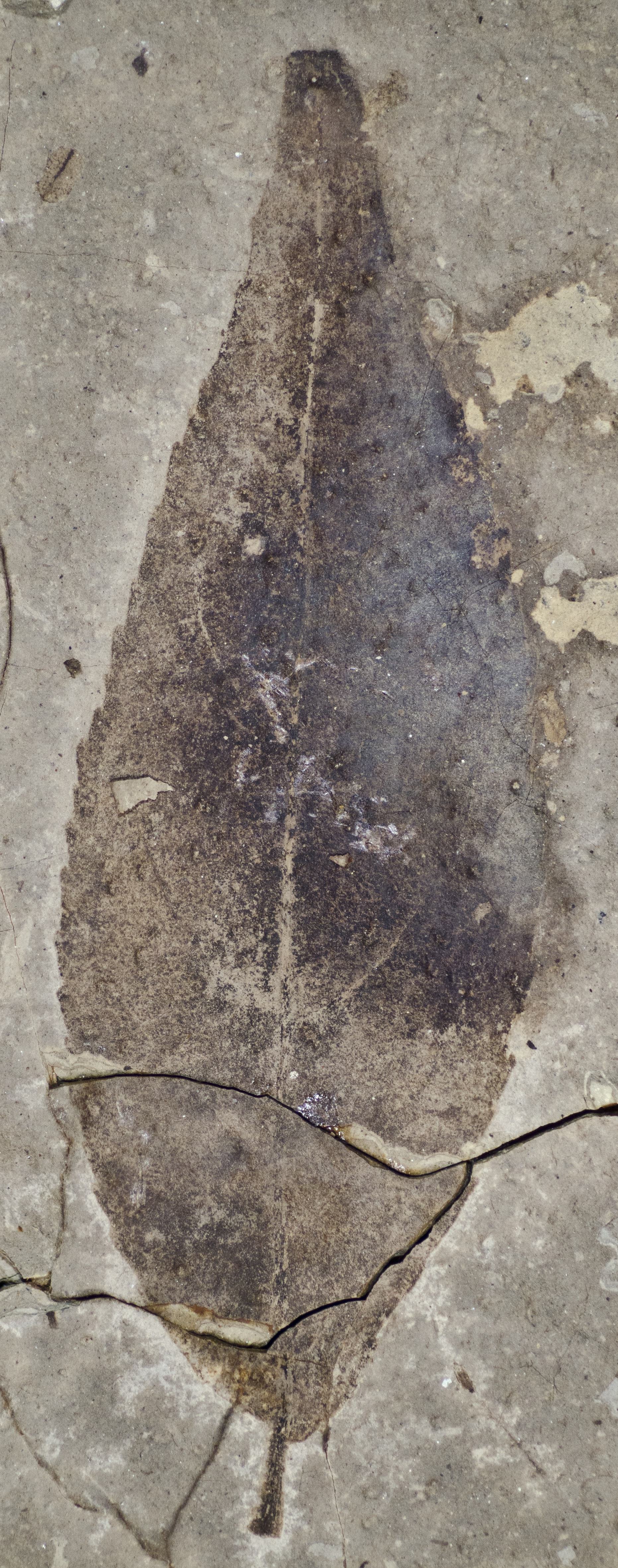 Fossil Image