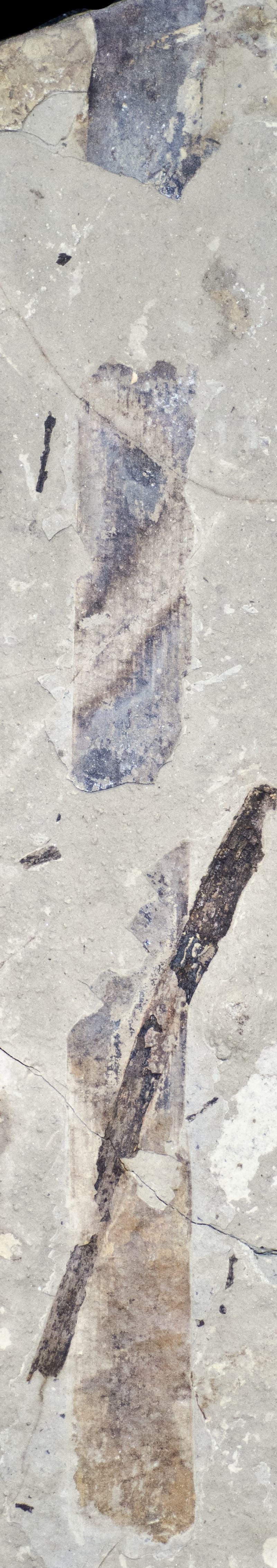 Fossil Image