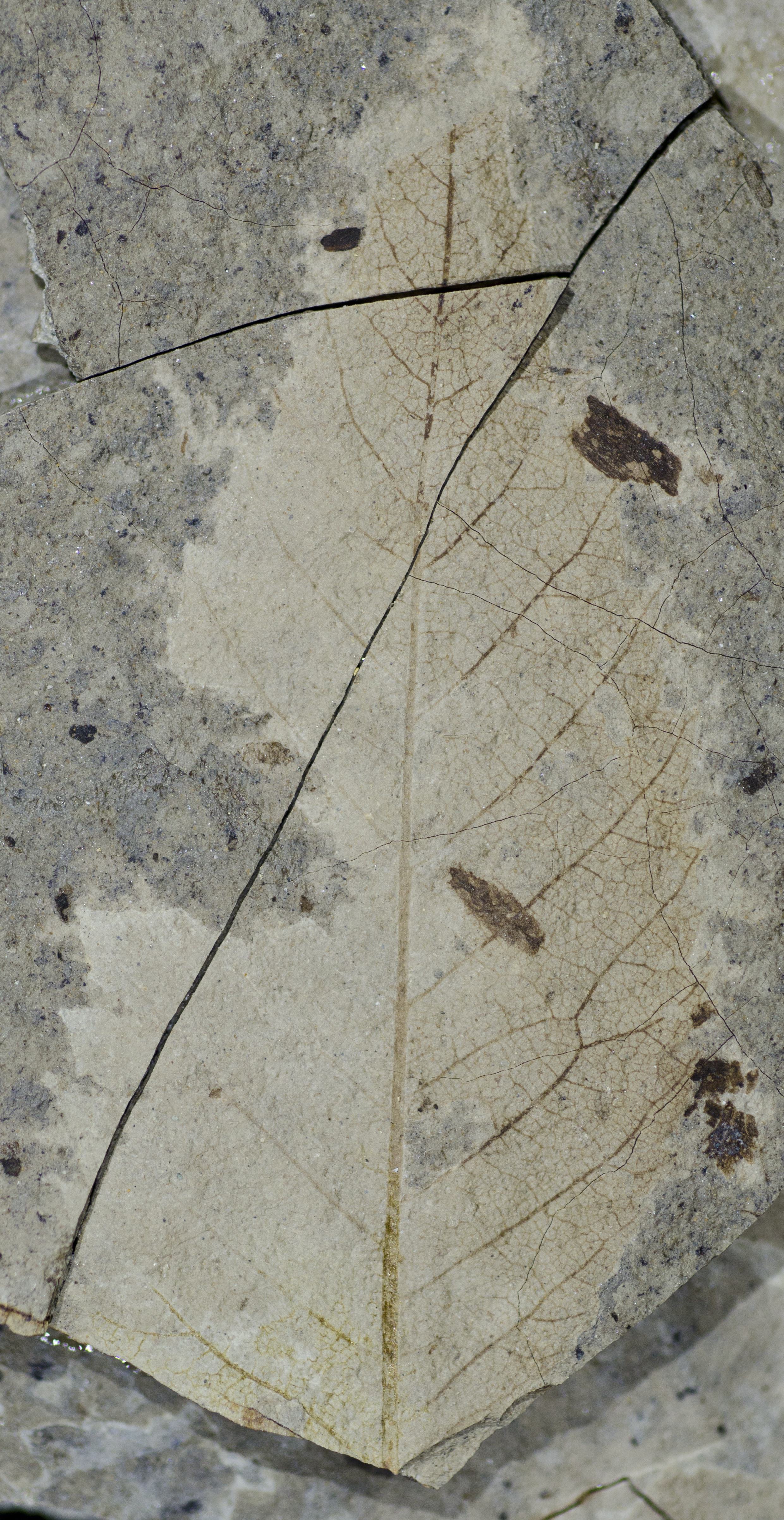 Fossil Image