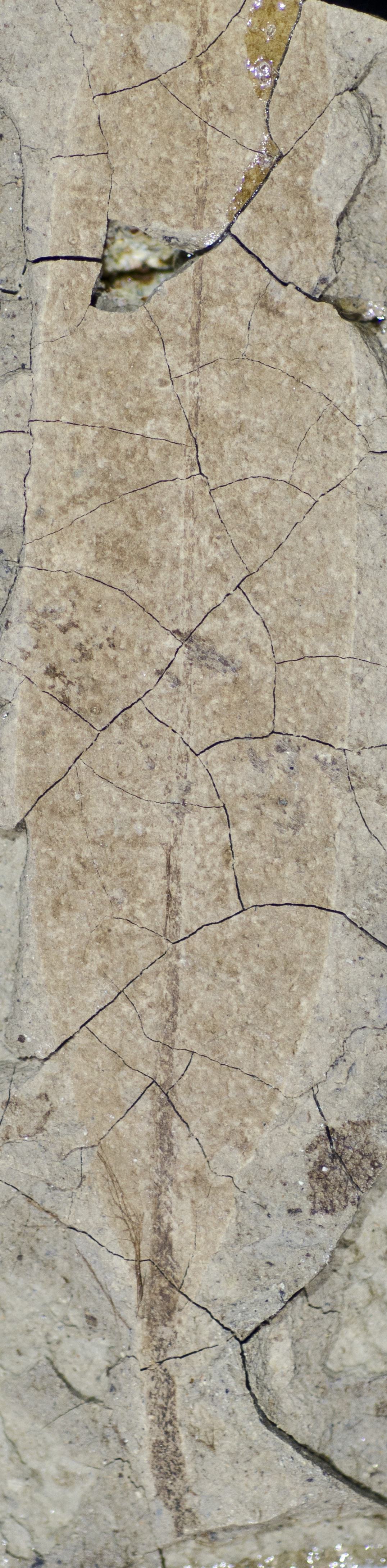 Sample 1 Image