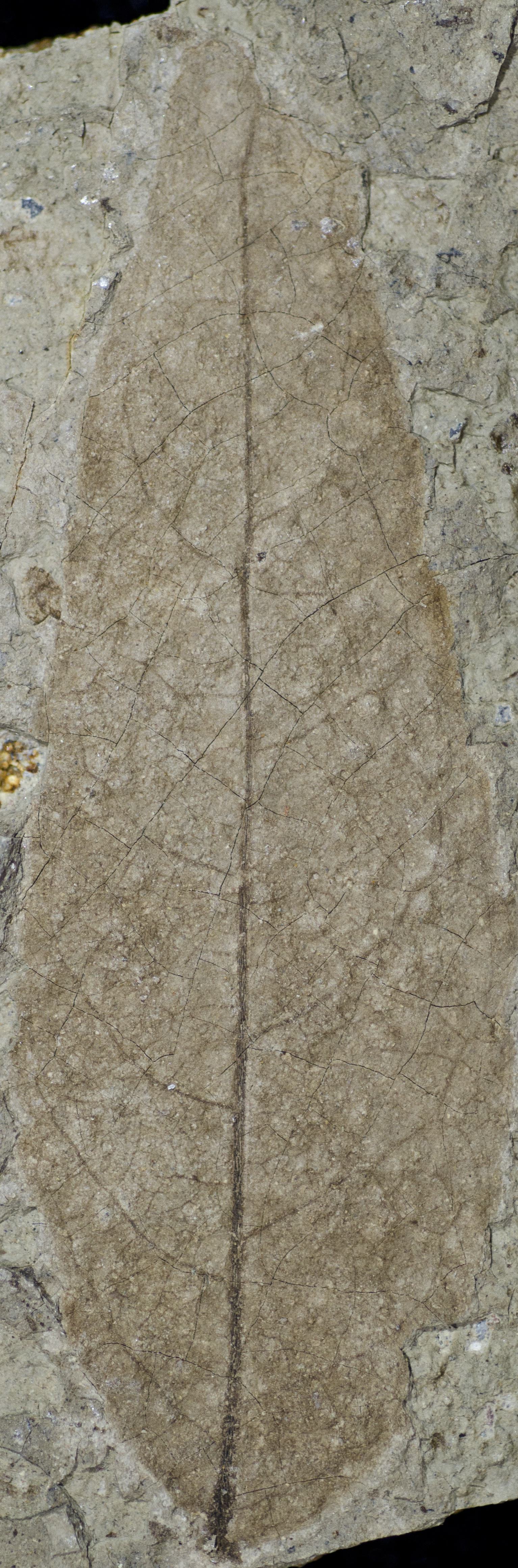 Fossil Image