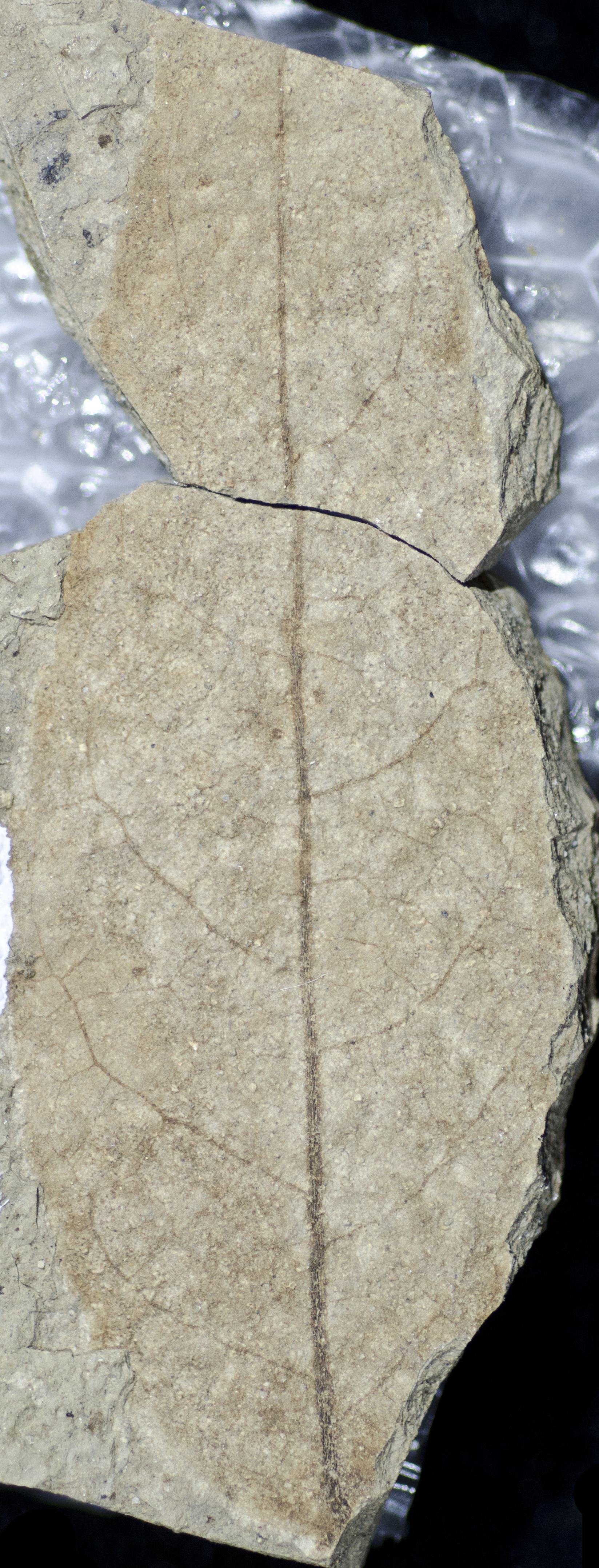 Fossil Image