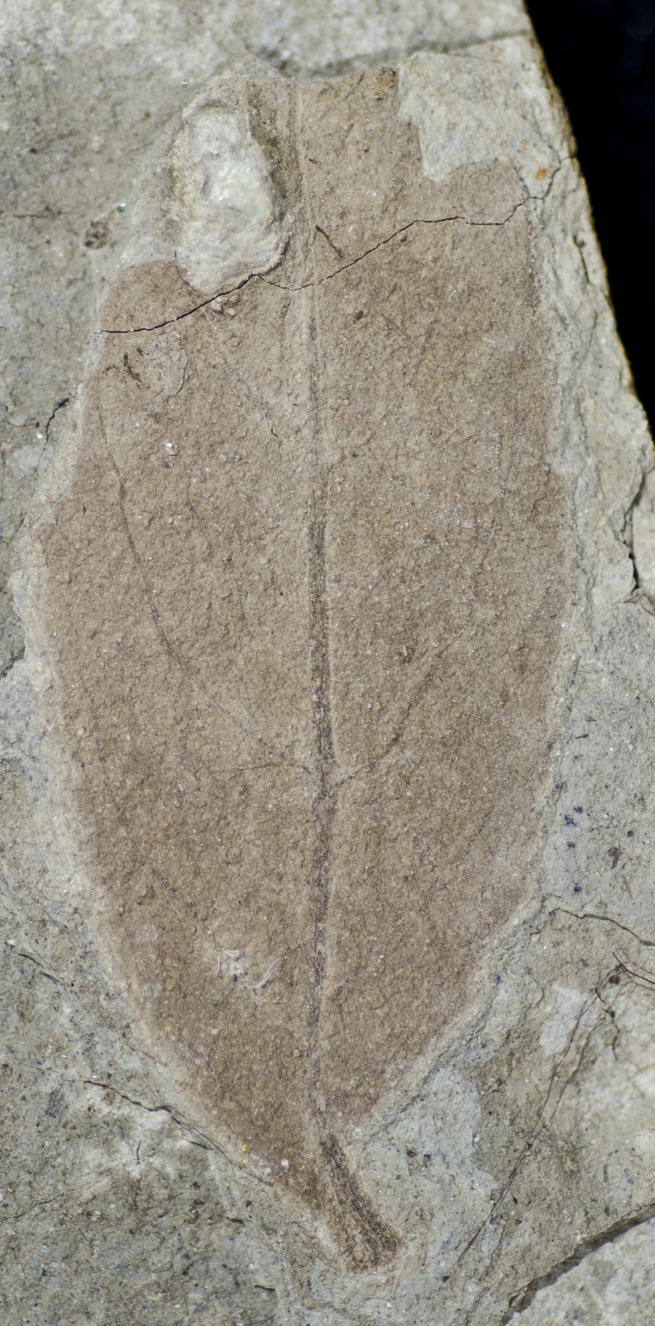 Fossil Image