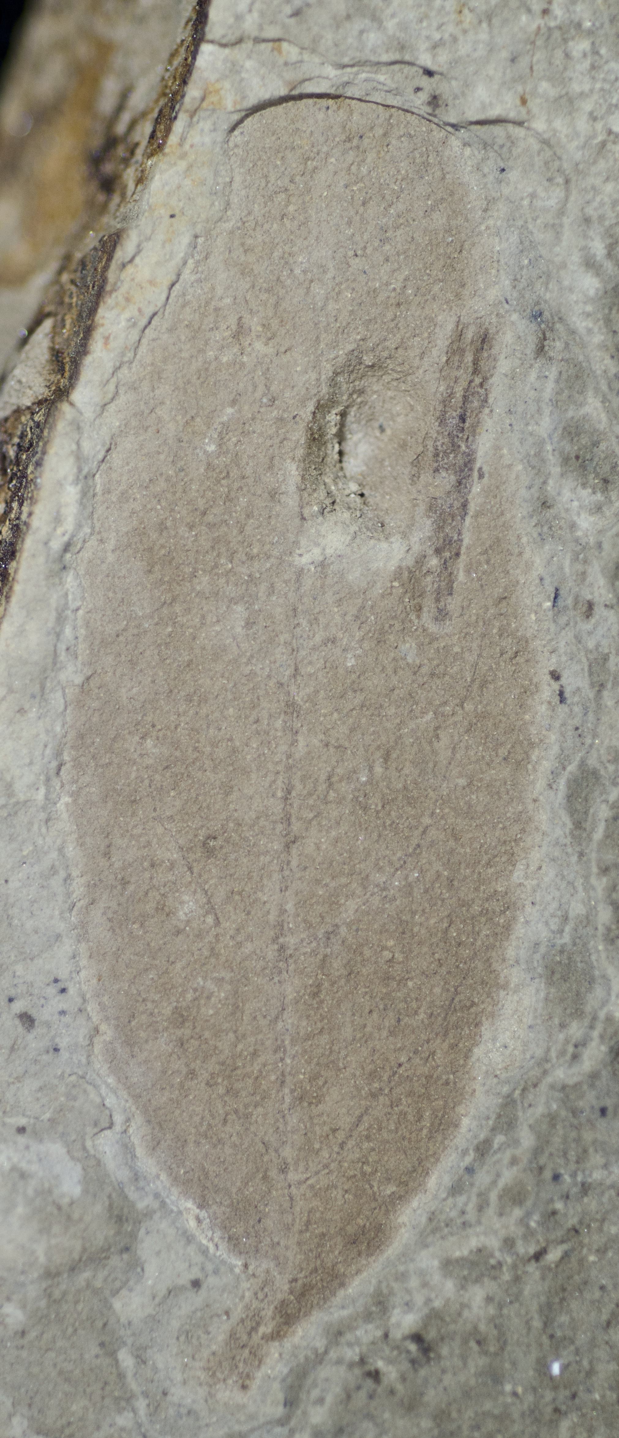 Fossil Image