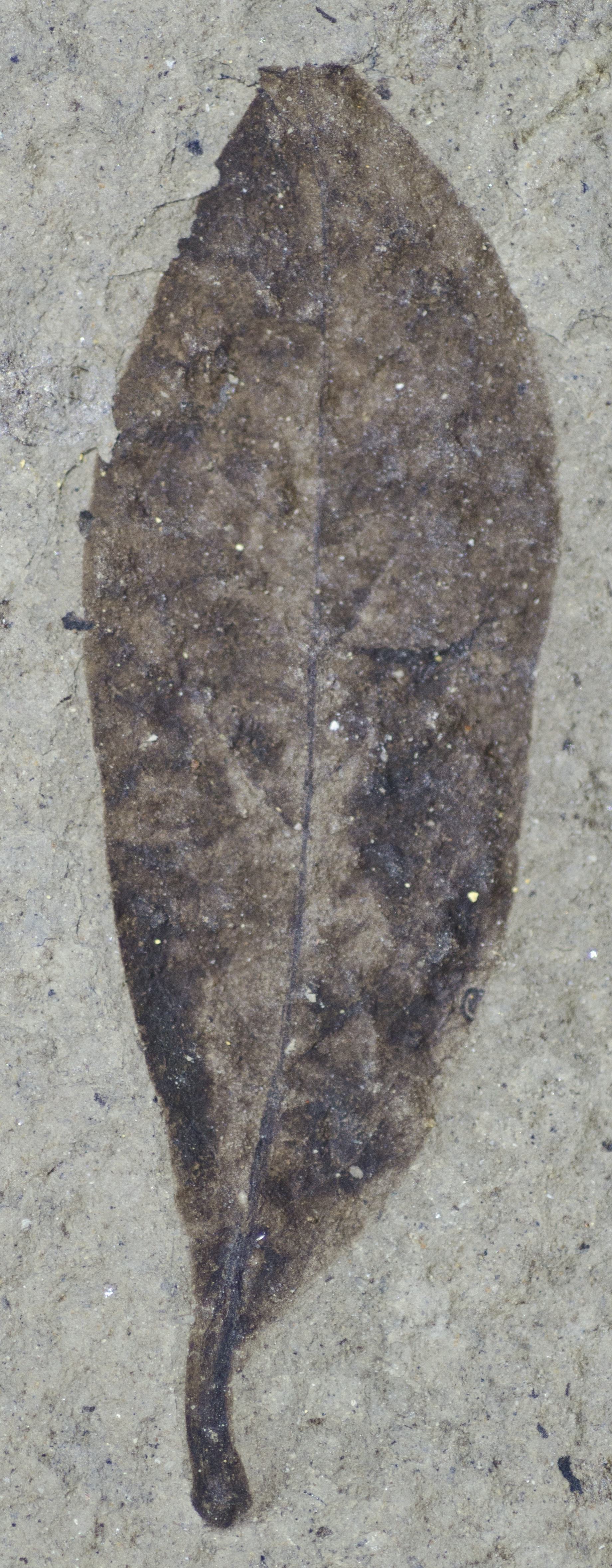 Fossil Image