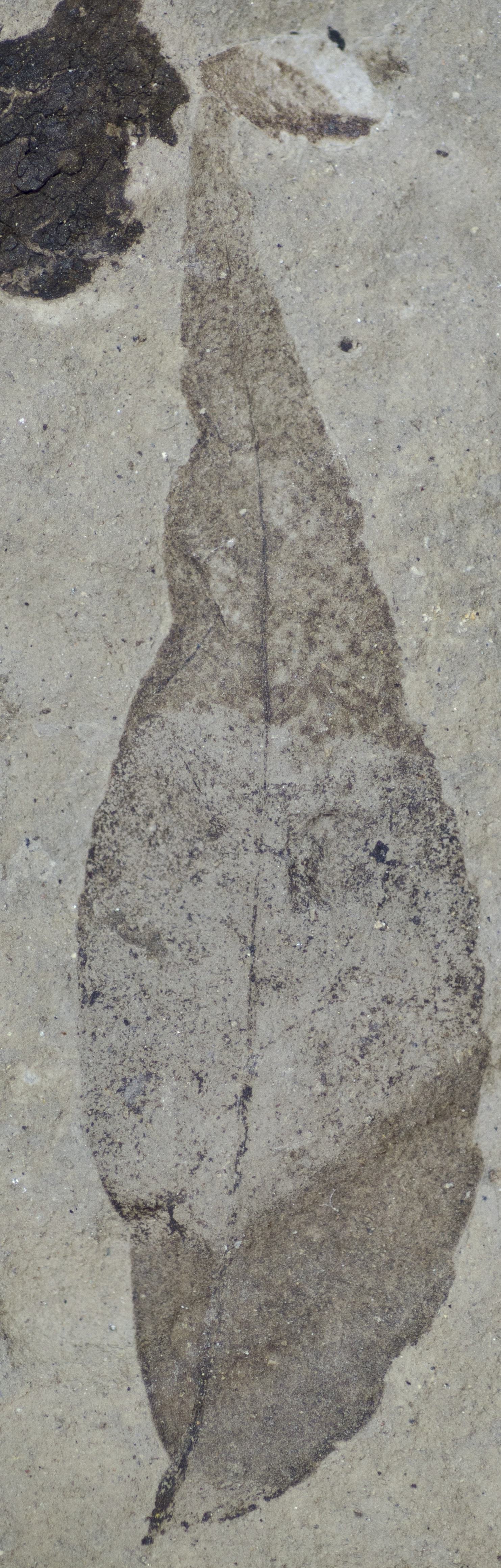 Fossil Image