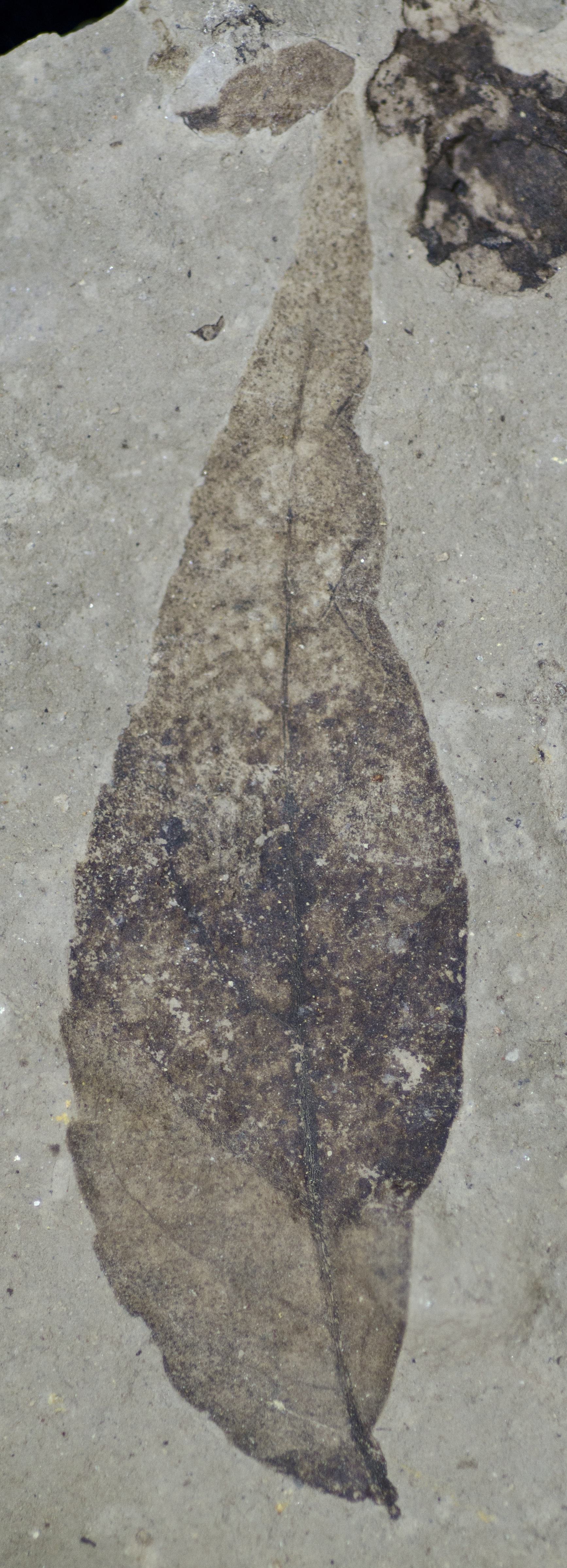 Fossil Image