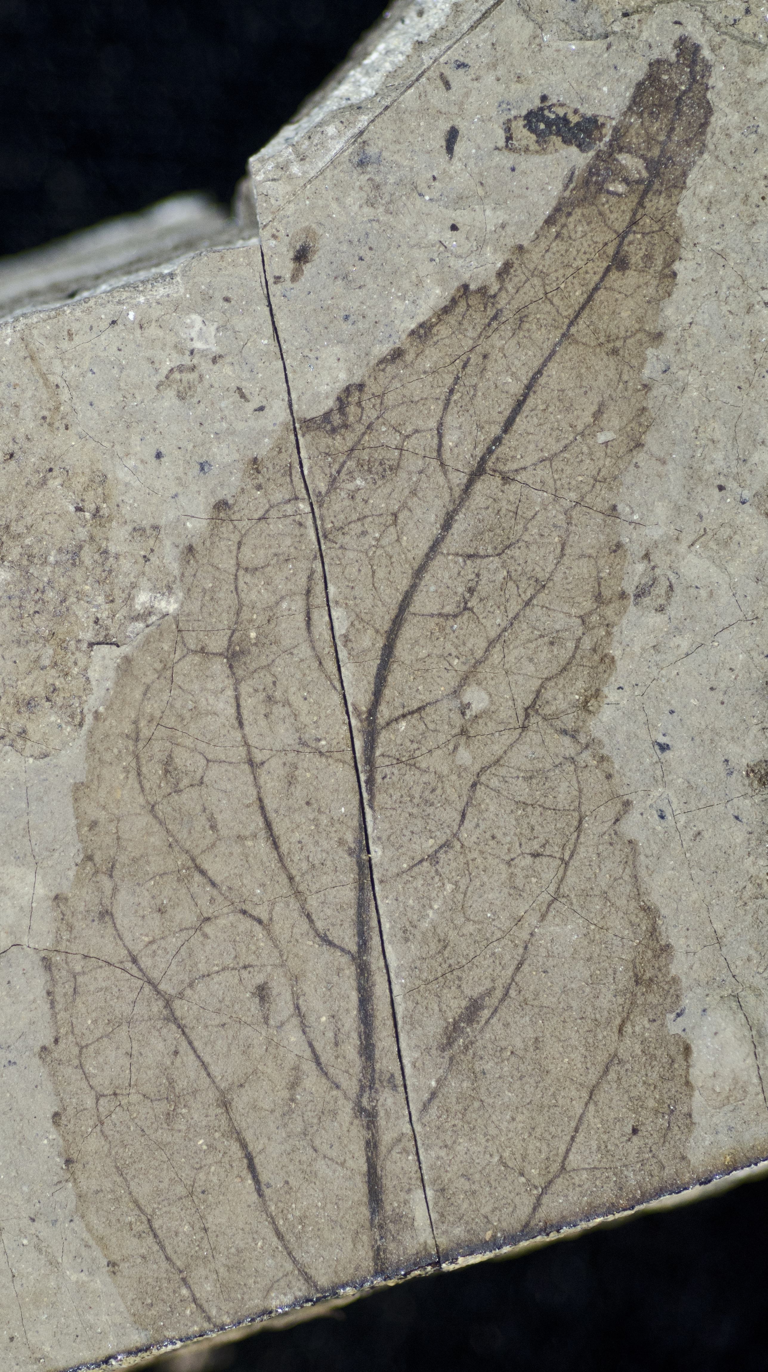 Fossil Image