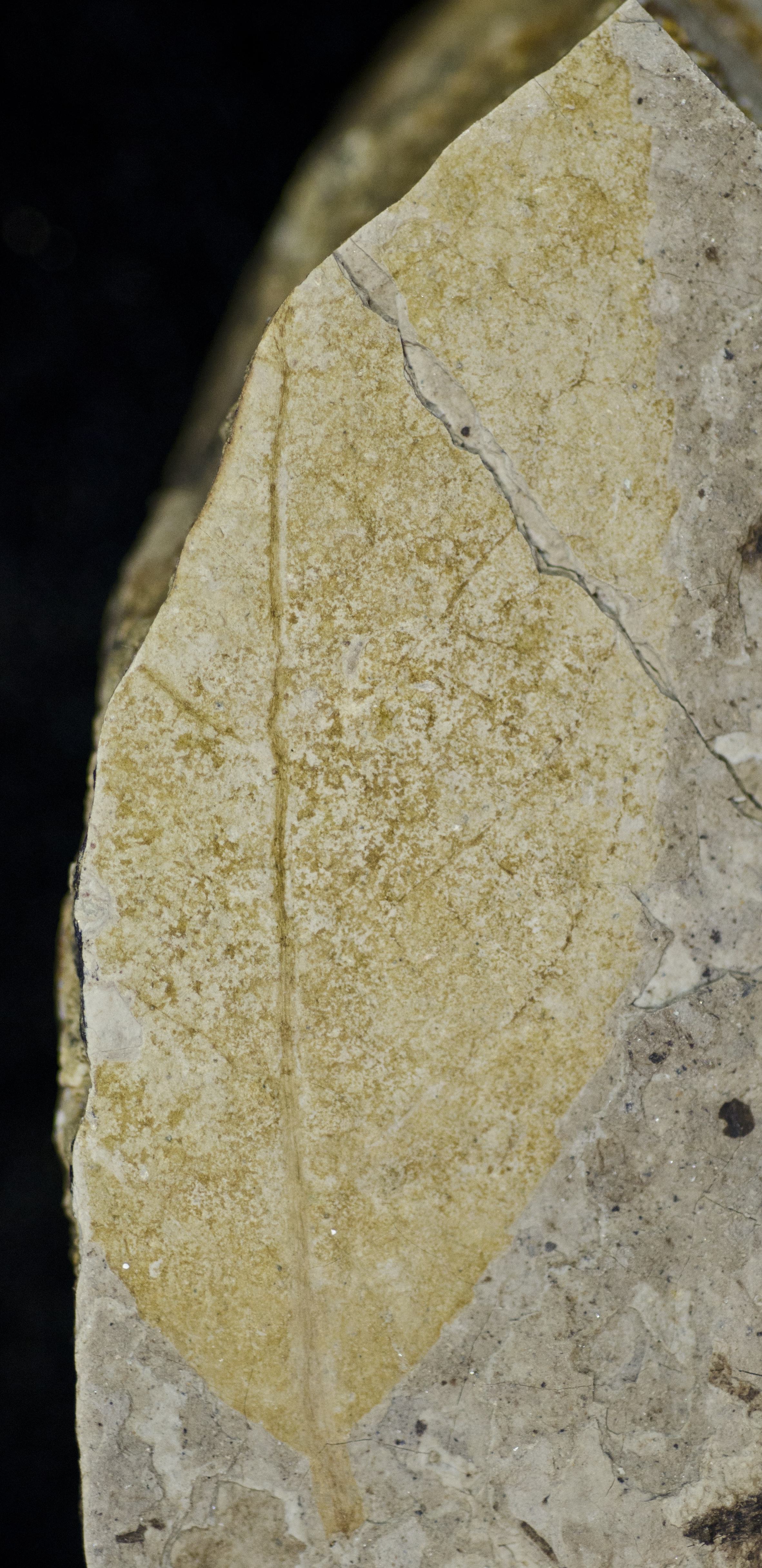Sample 1 Image