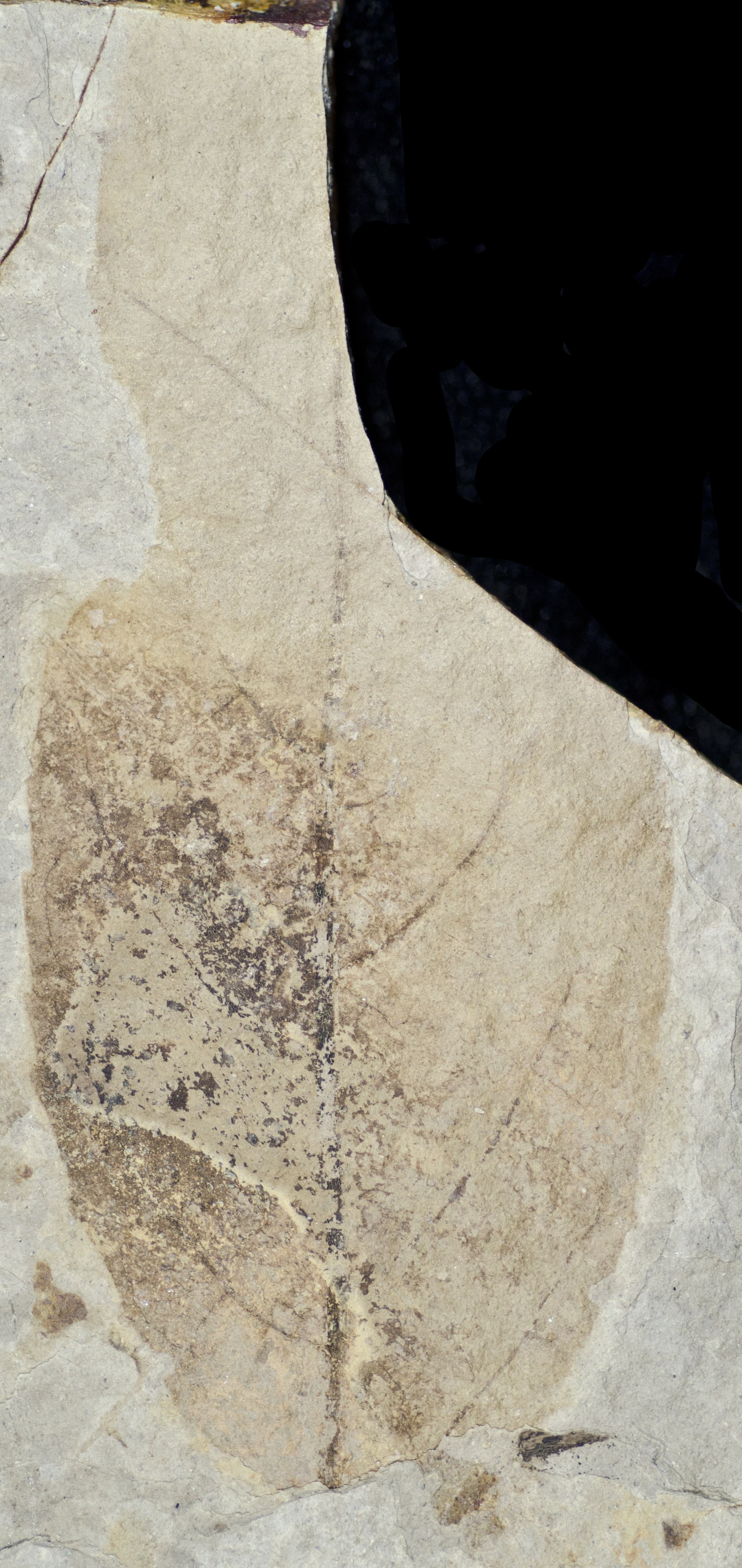 Fossil Image