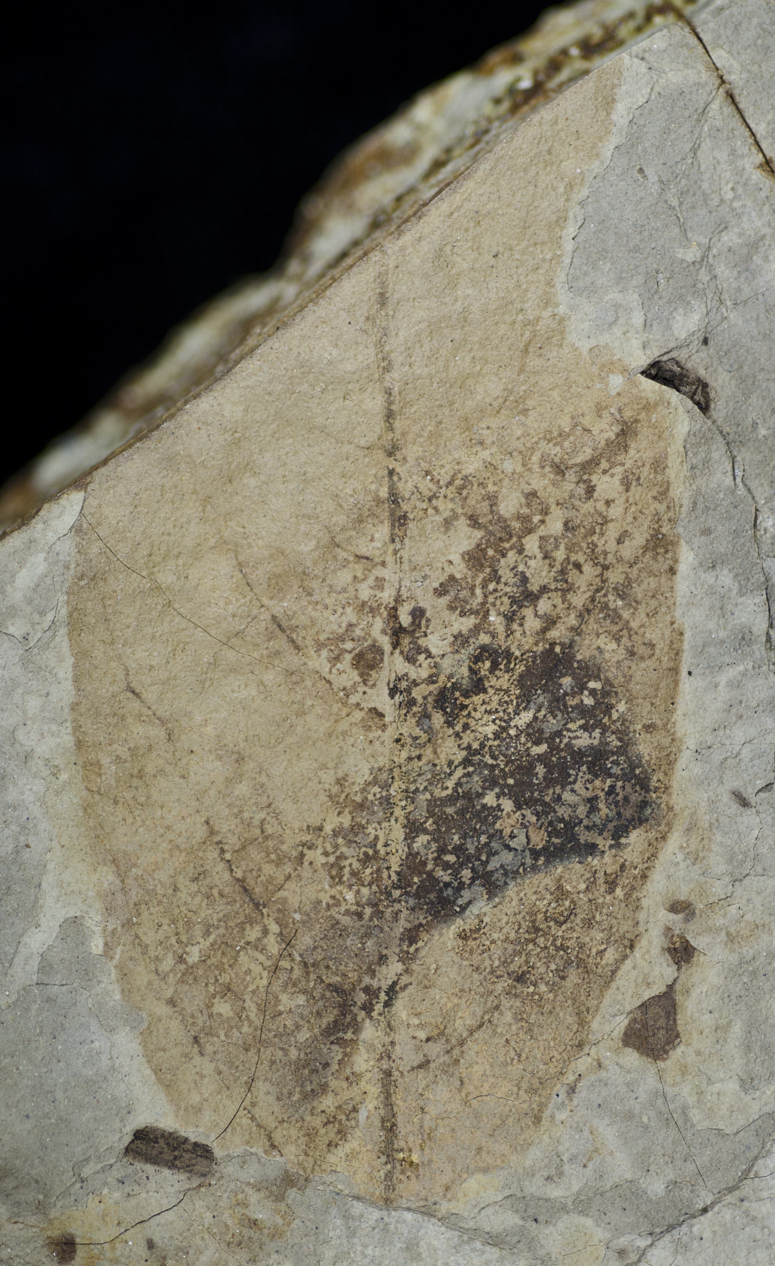 Sample 1 Image