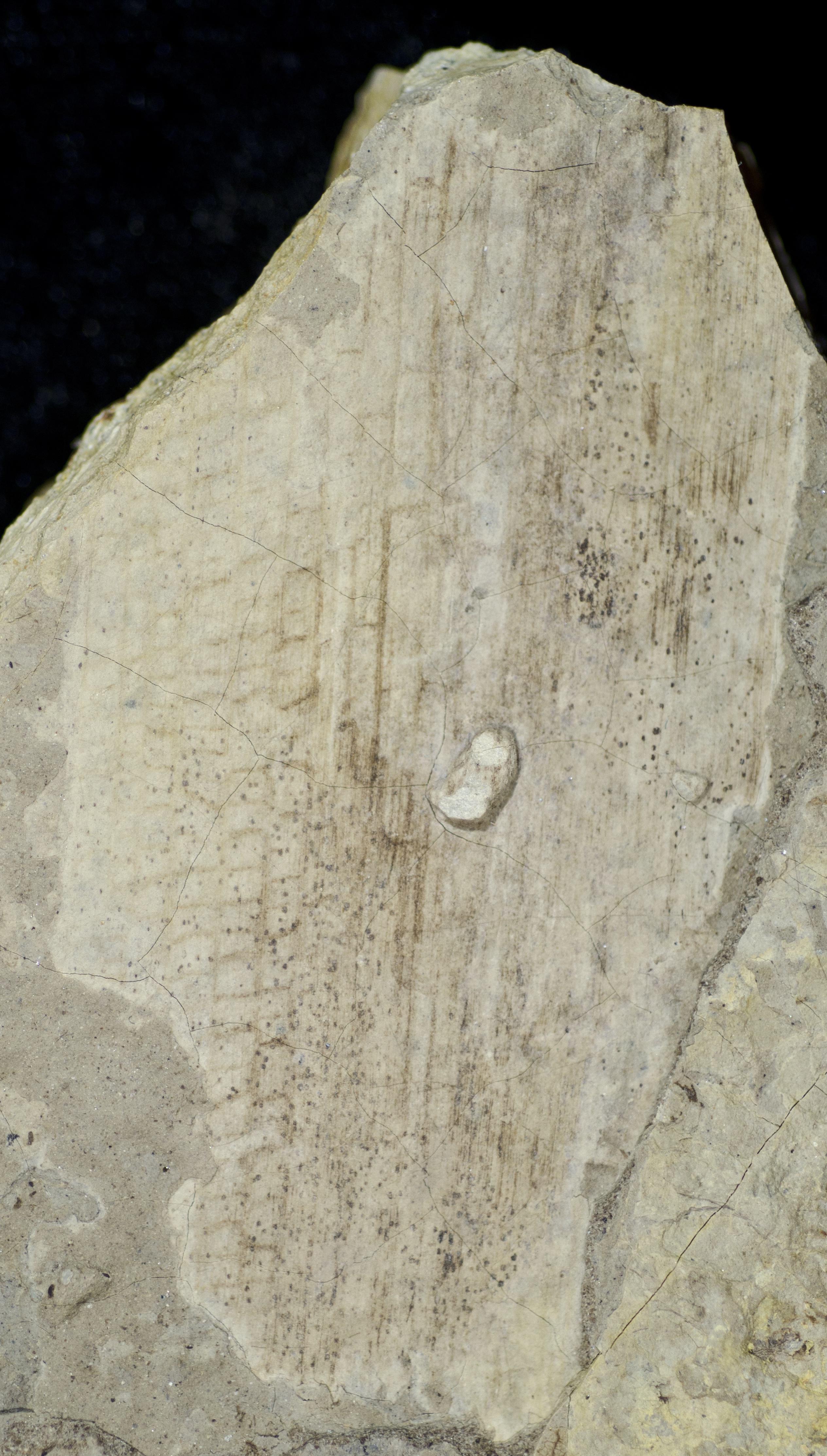 Sample 1 Image