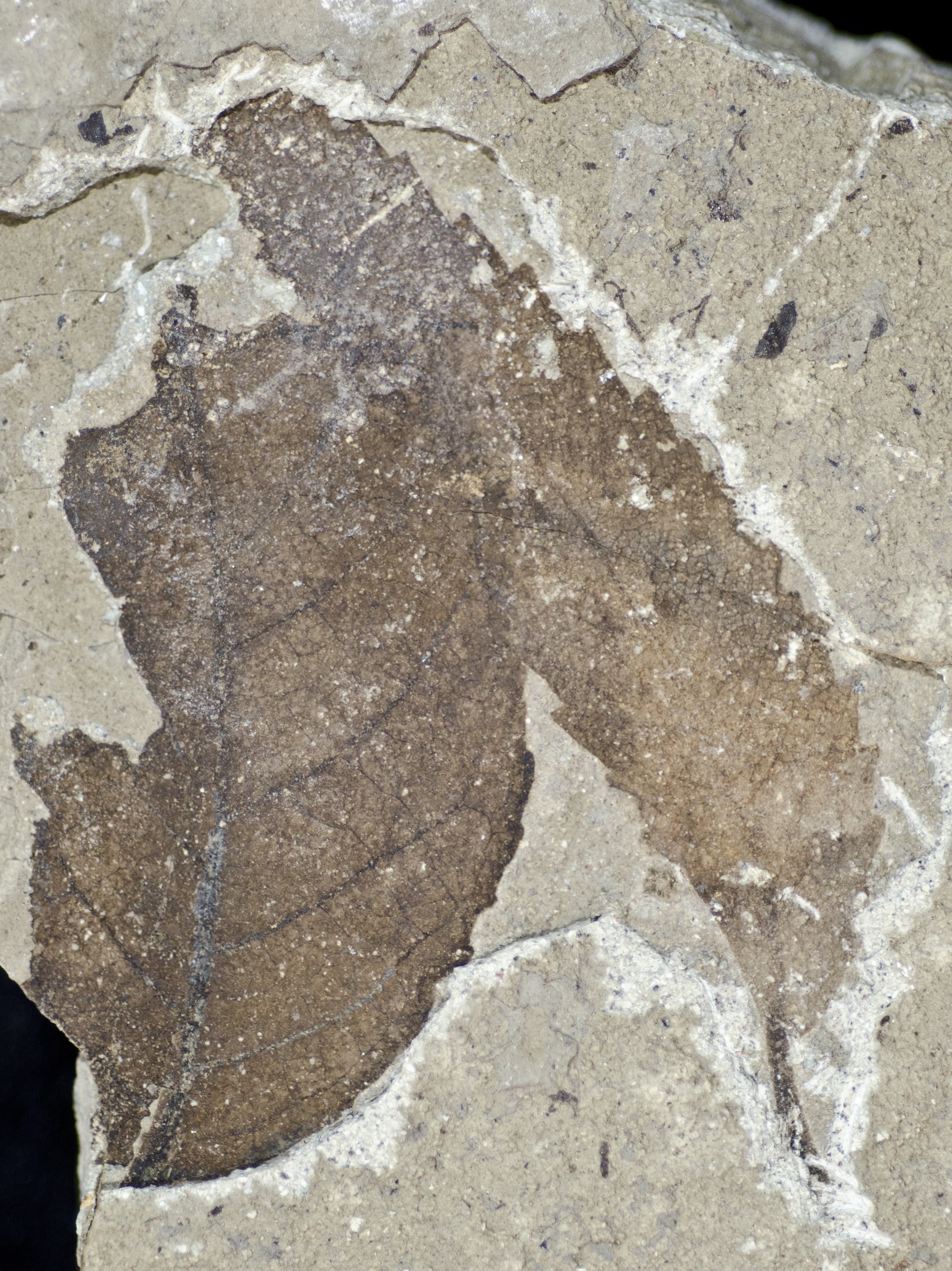 Fossil Image