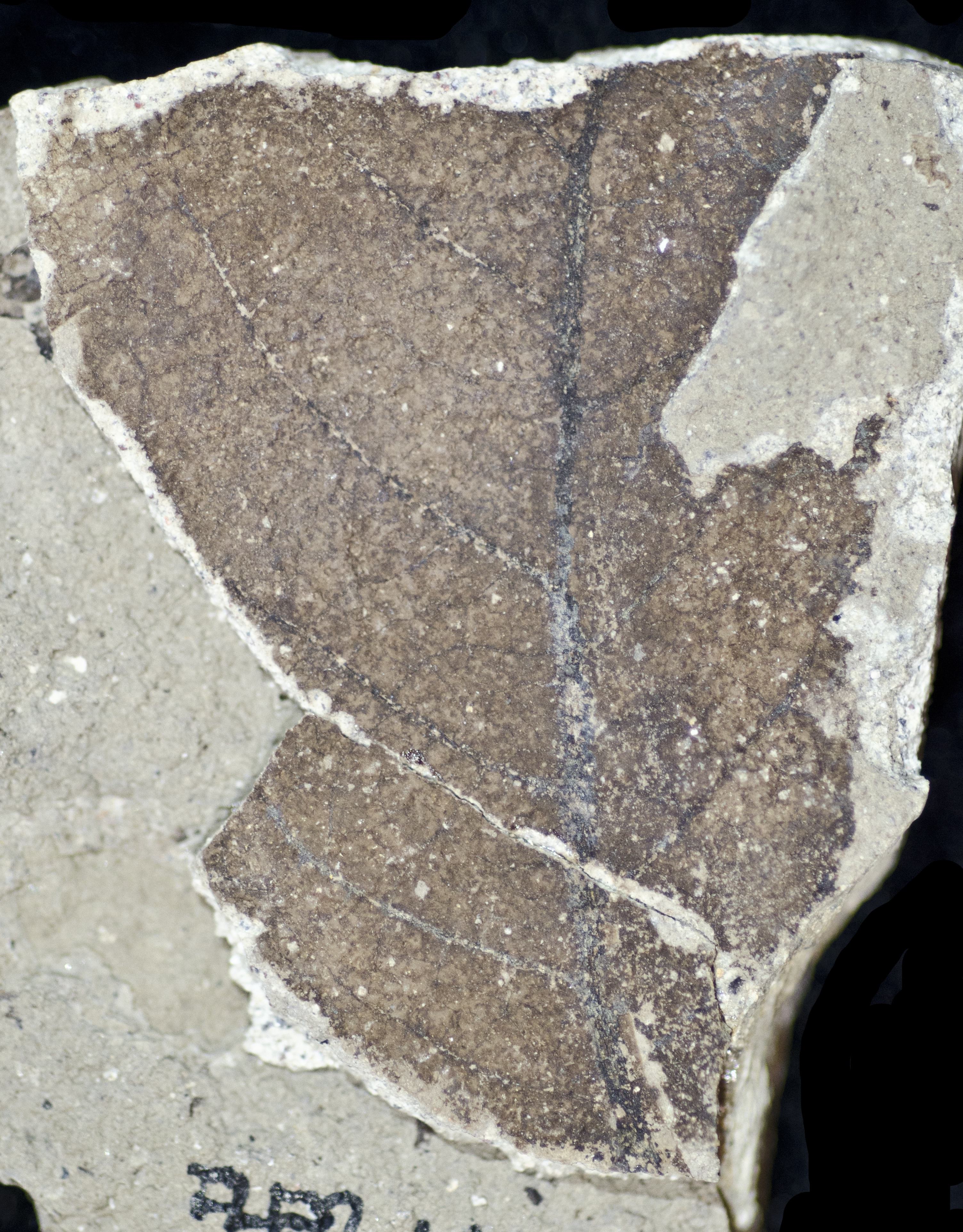 Sample 1 Image