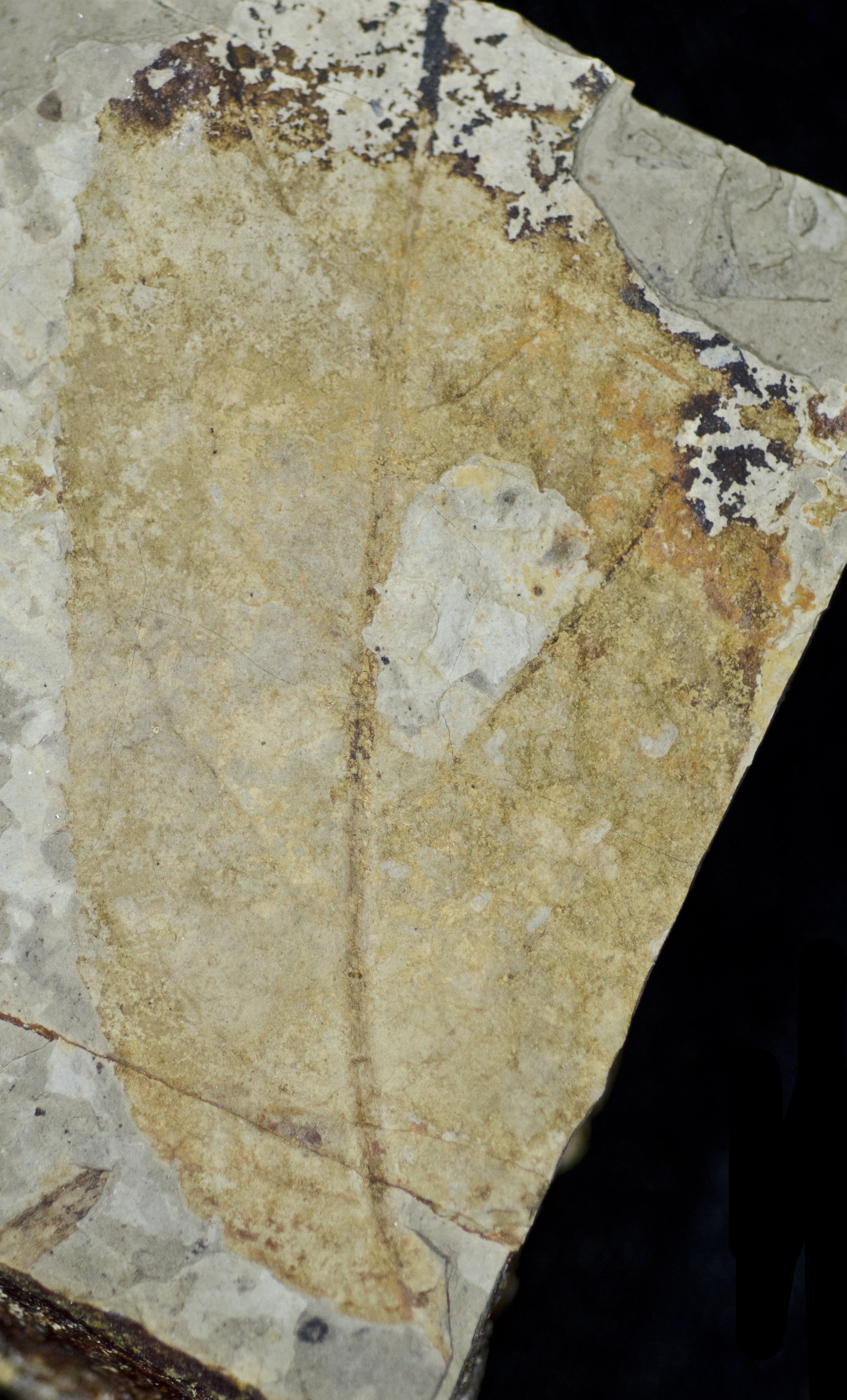 Sample 1 Image