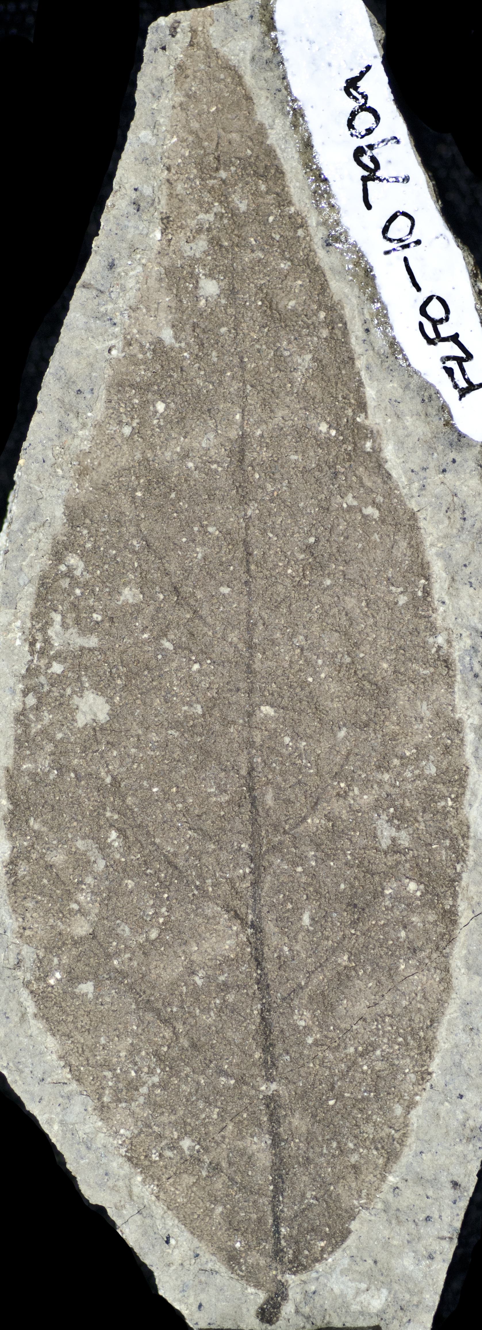 Fossil Image