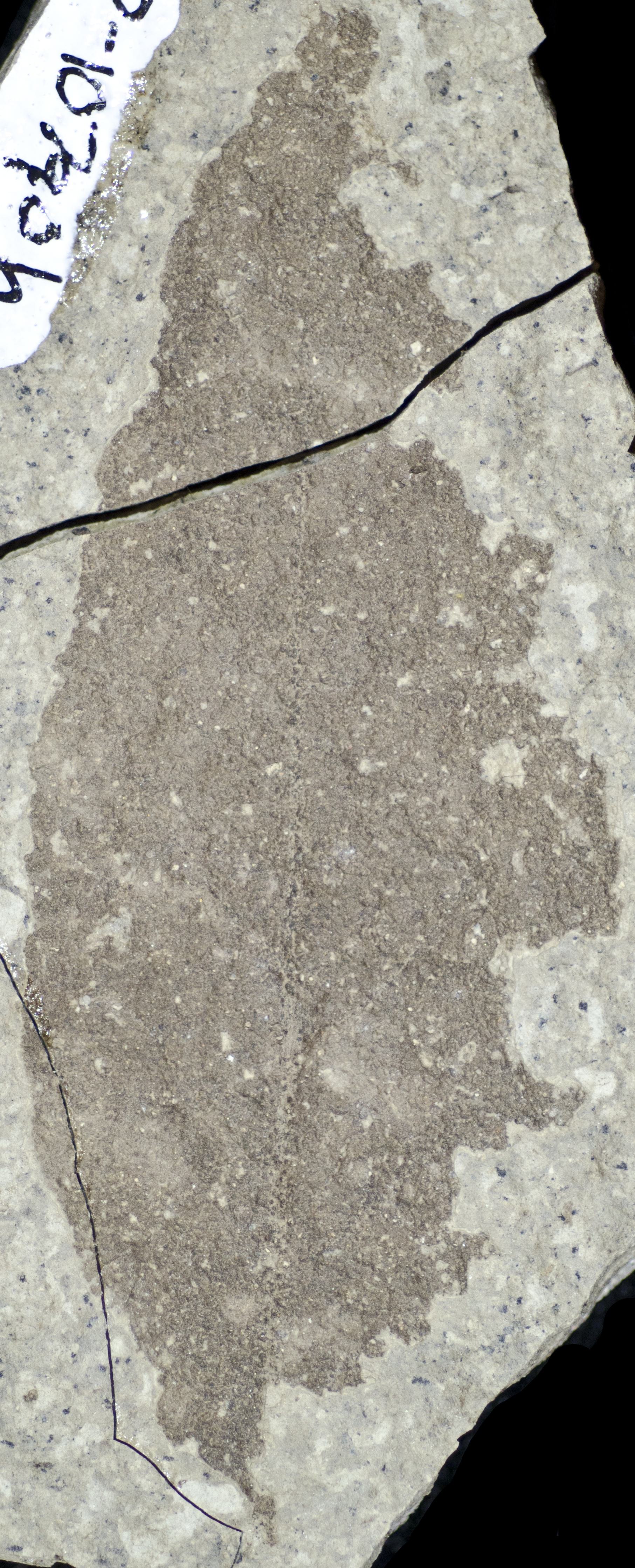 Sample 1 Image