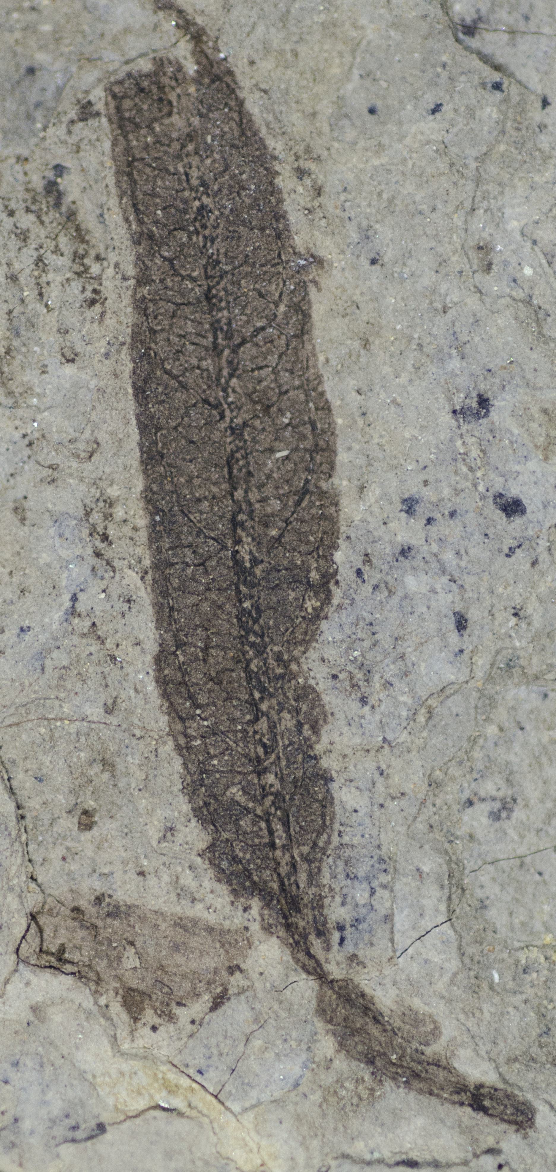 Fossil Image