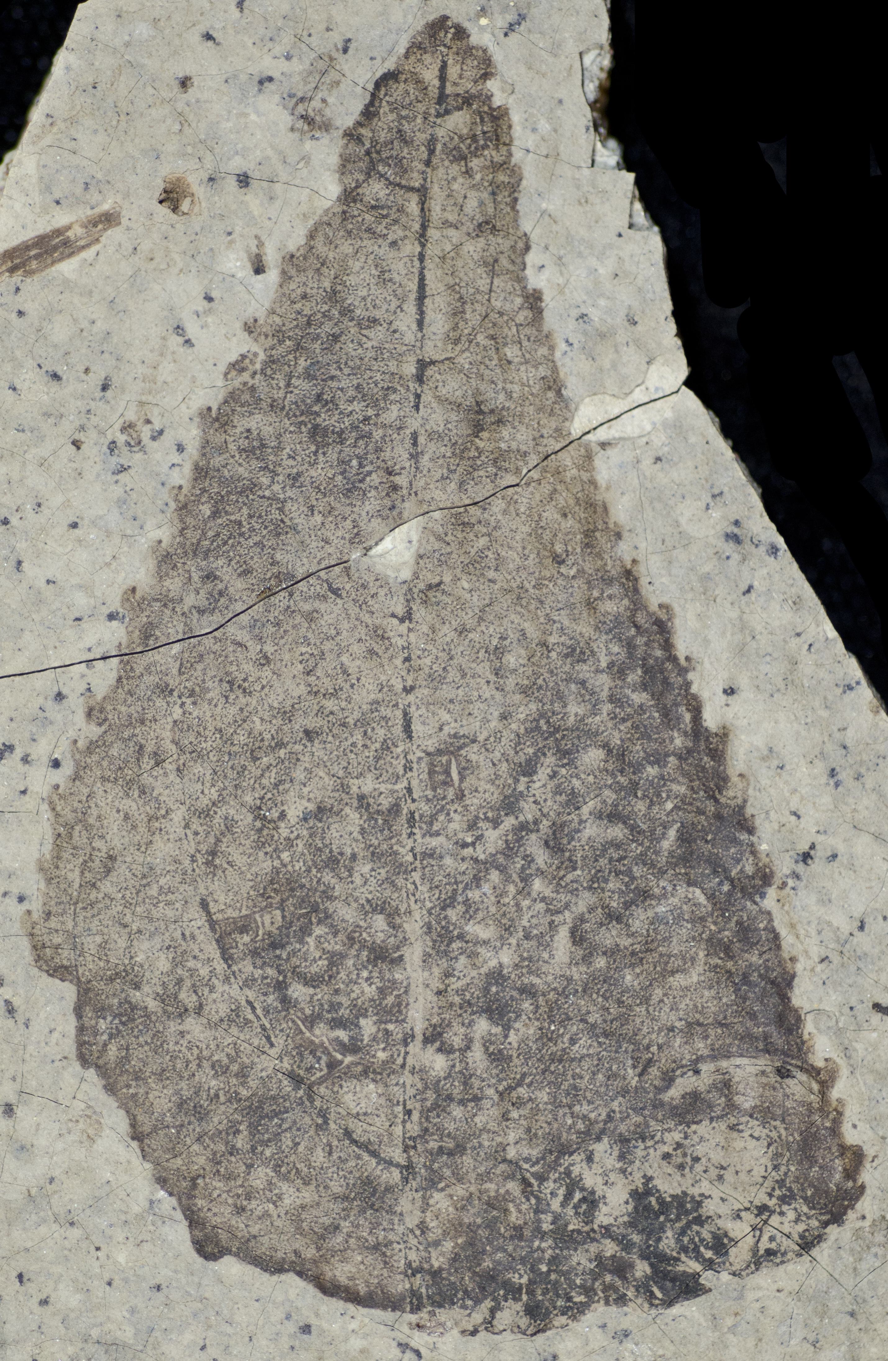 Sample 1 Image