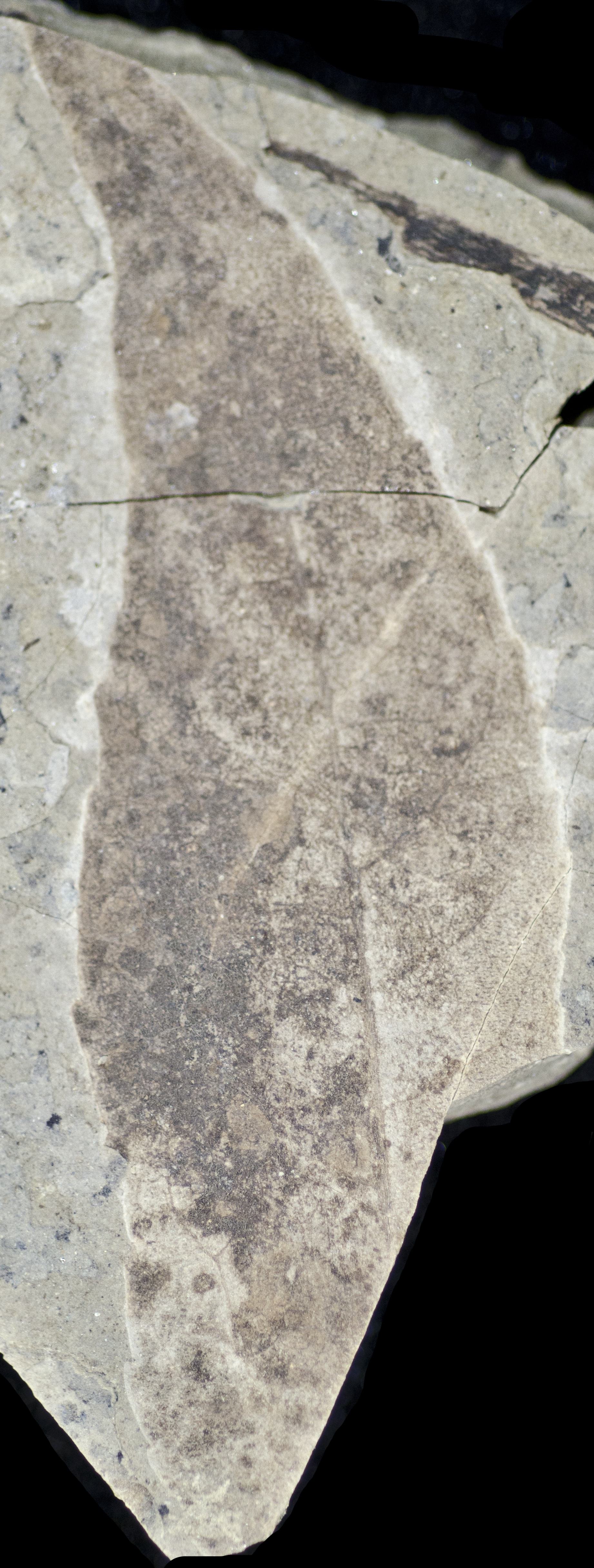 Fossil Image