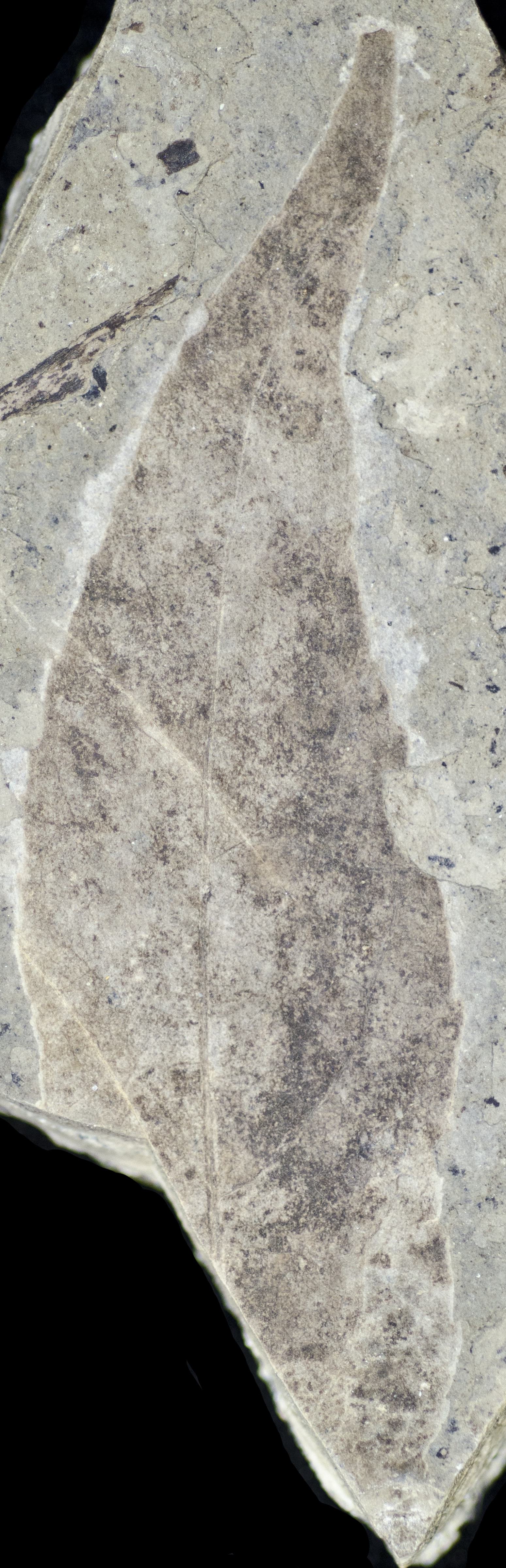 Sample 1 Image