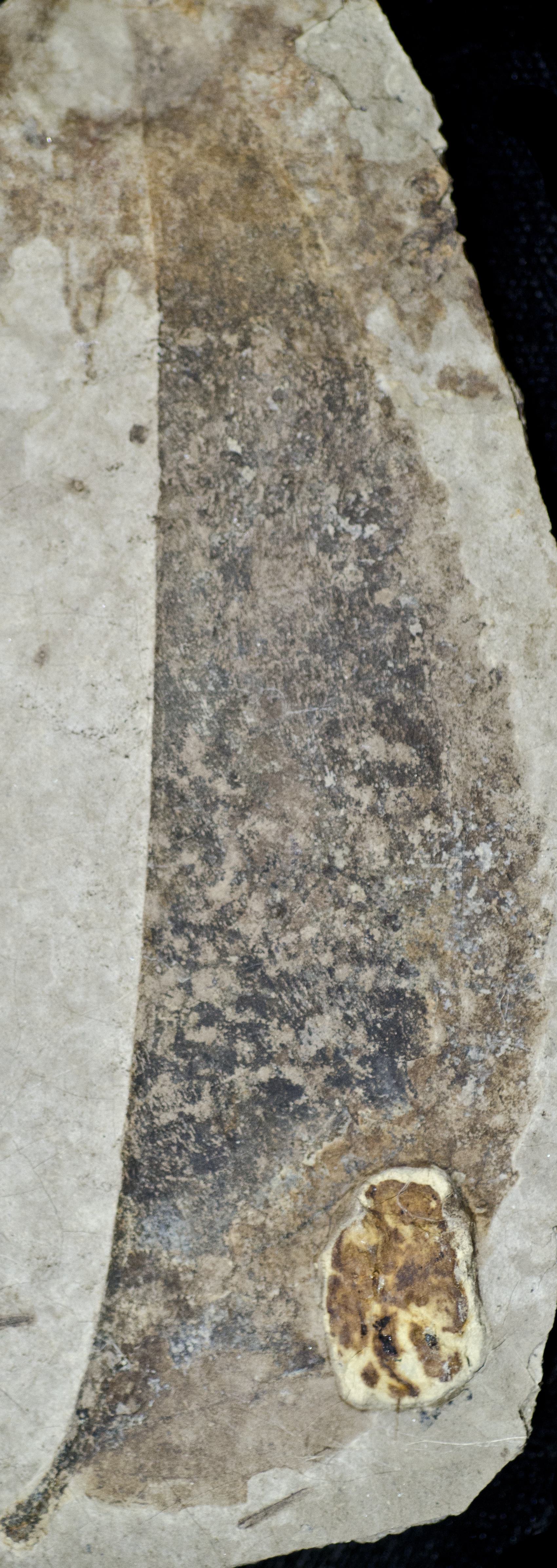 Sample 1 Image