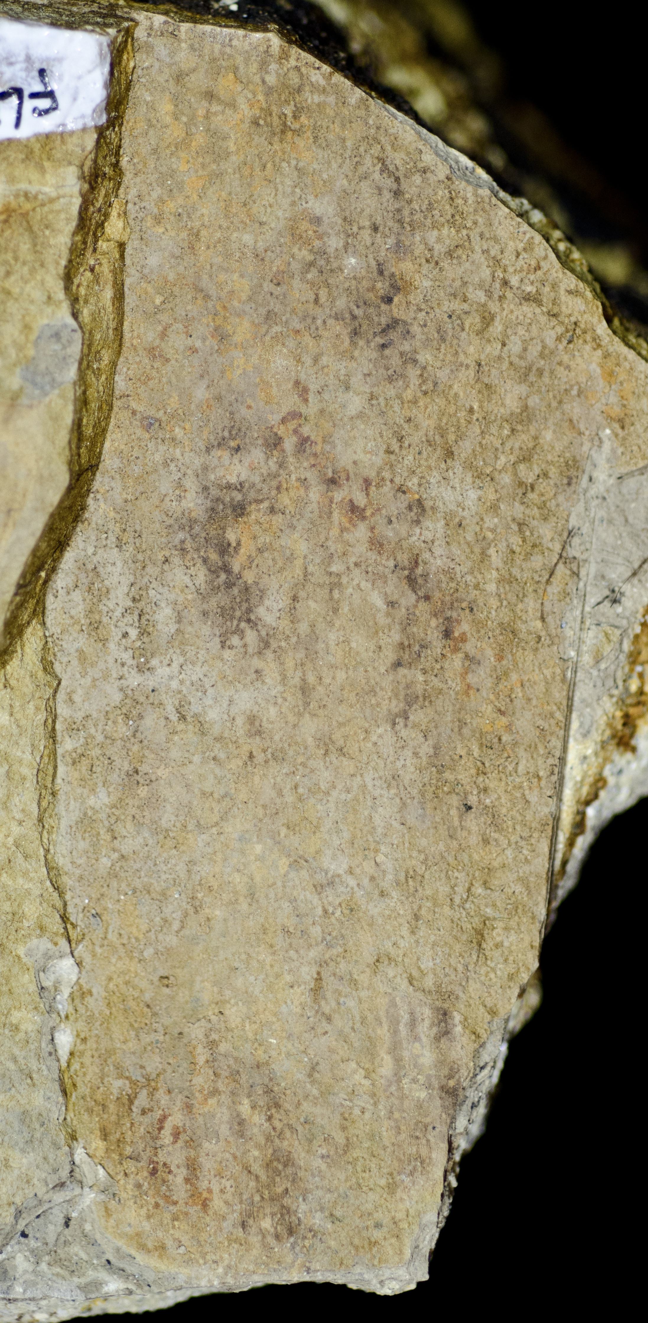 Sample 1 Image