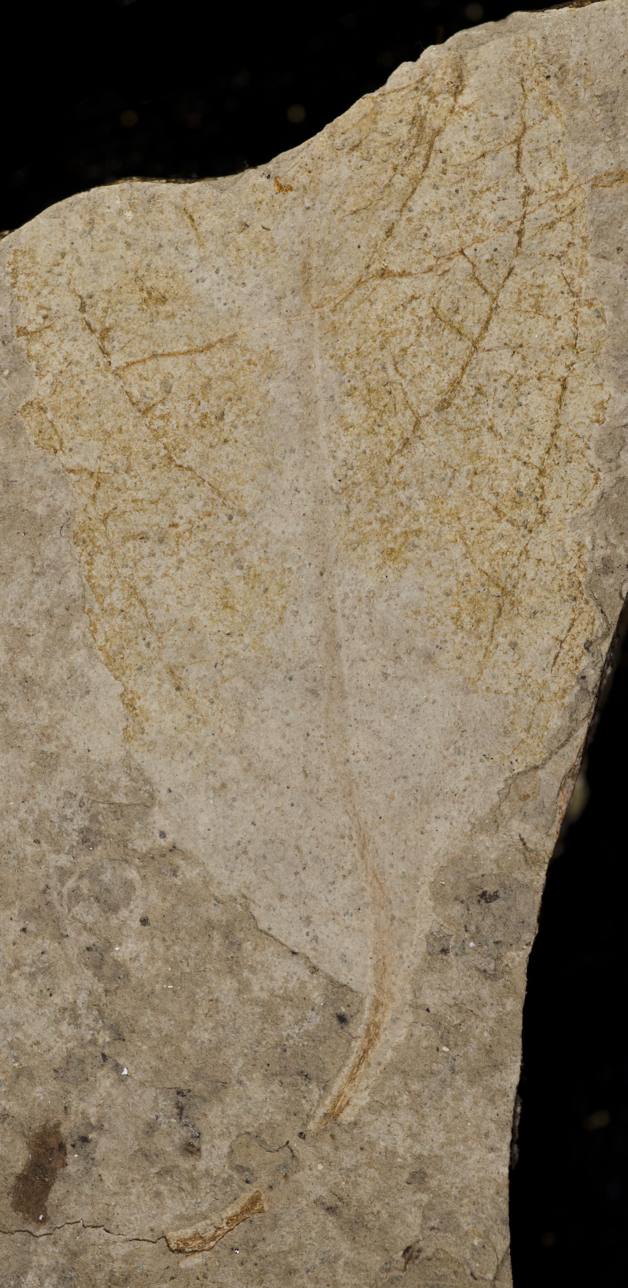 Fossil Image