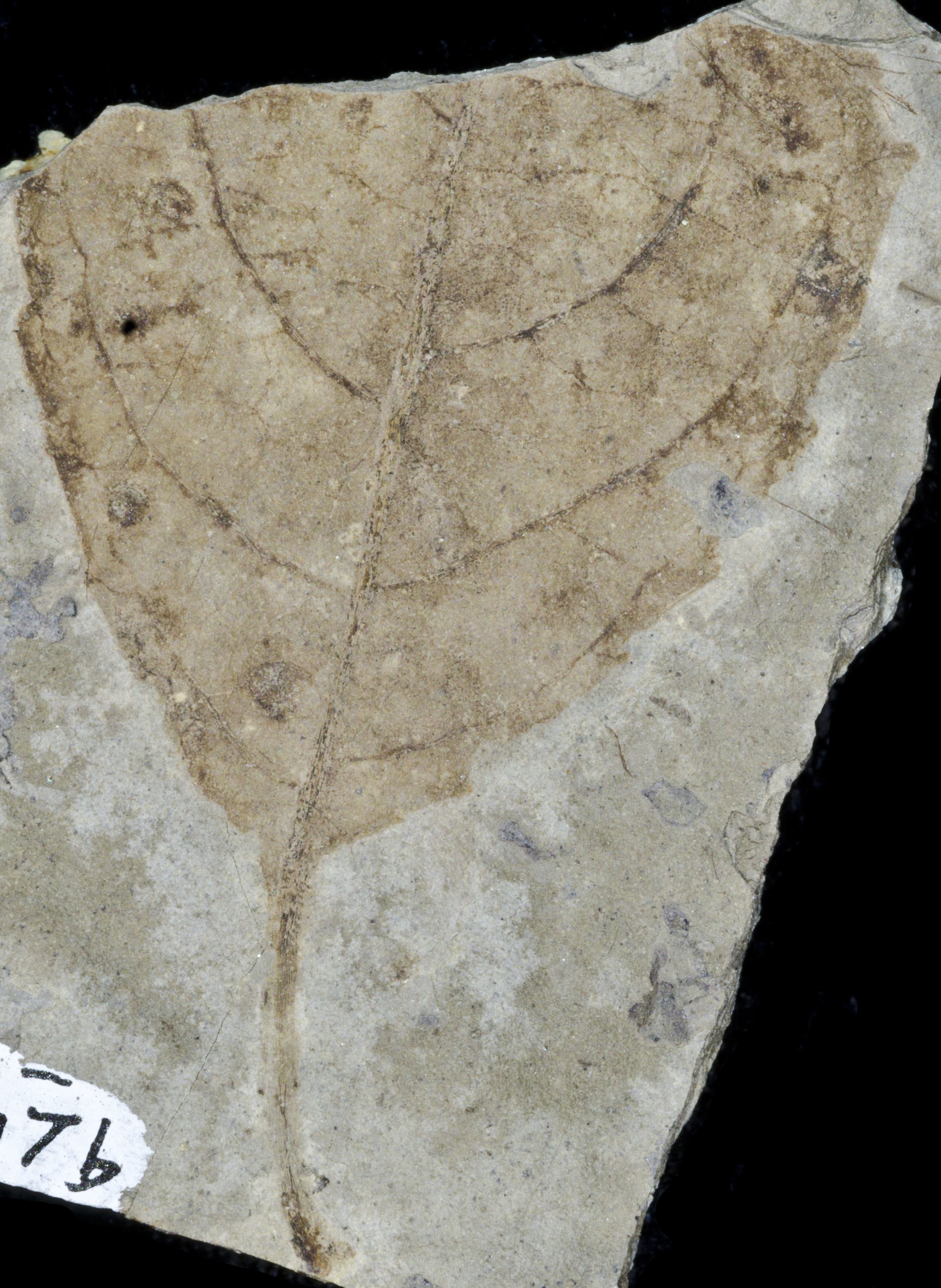 Sample 1 Image