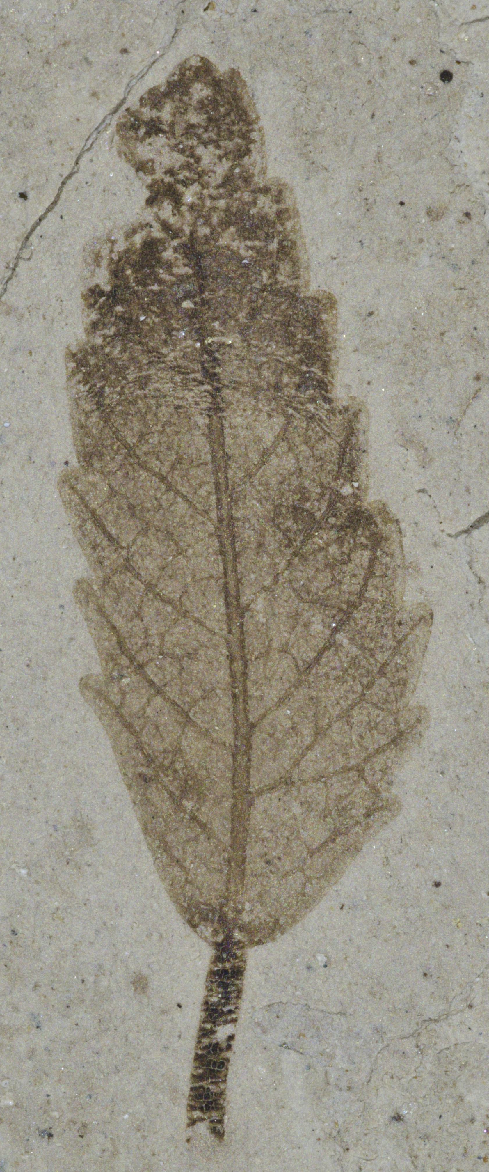Fossil Image
