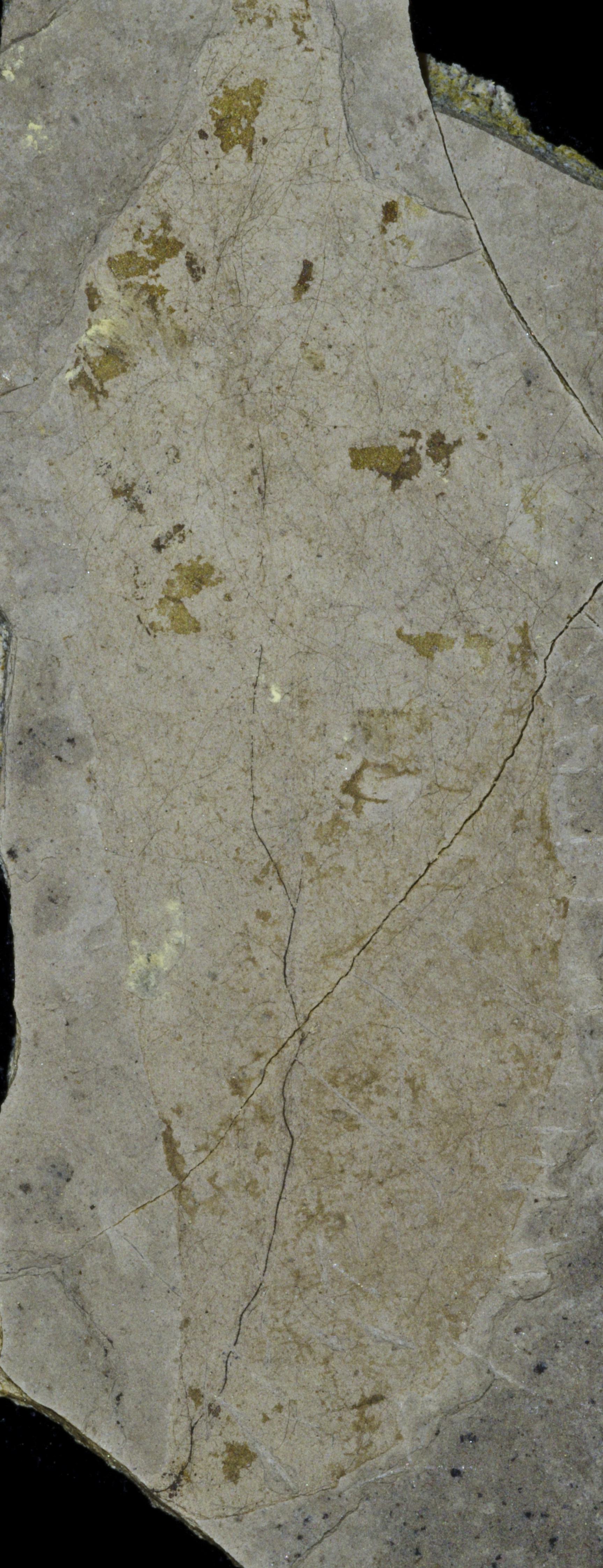 Fossil Image