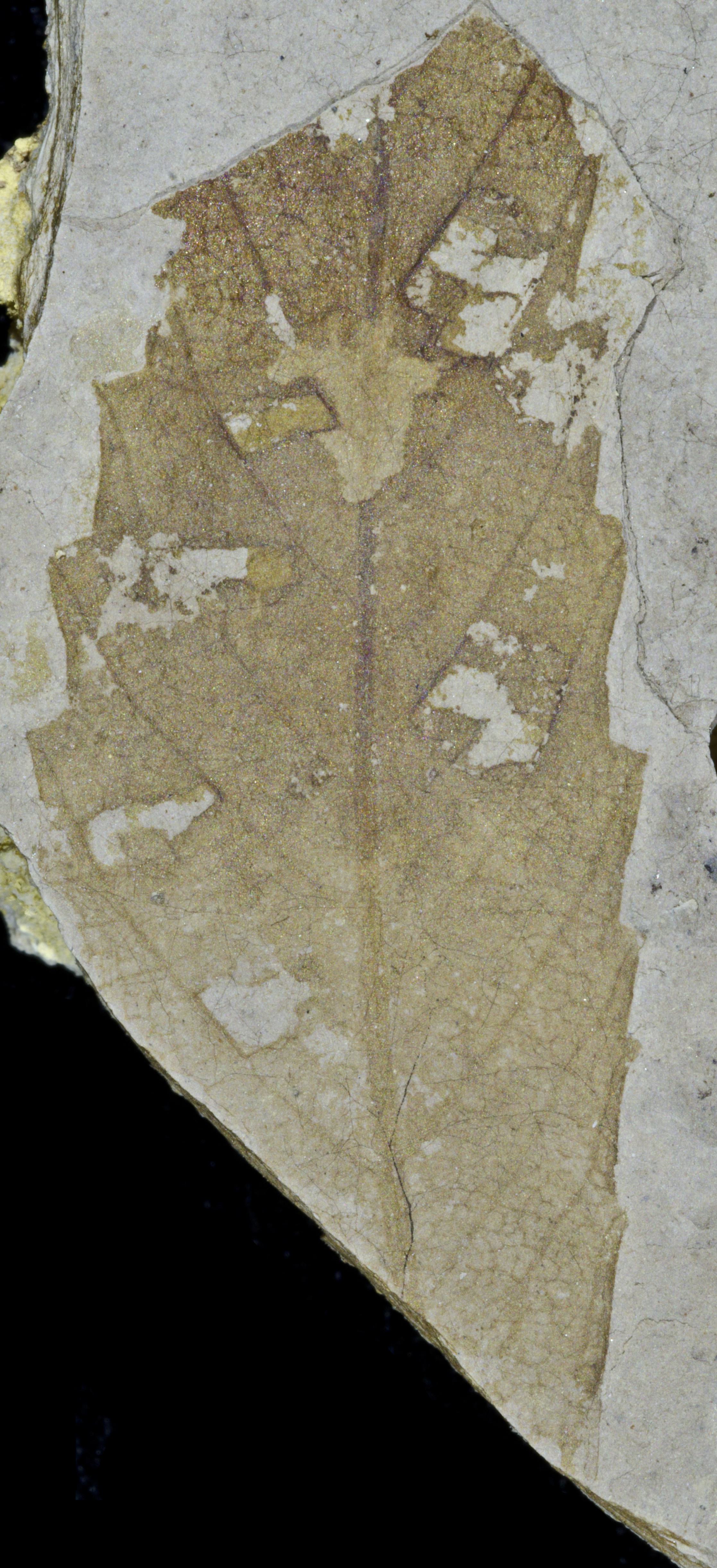 Fossil Image