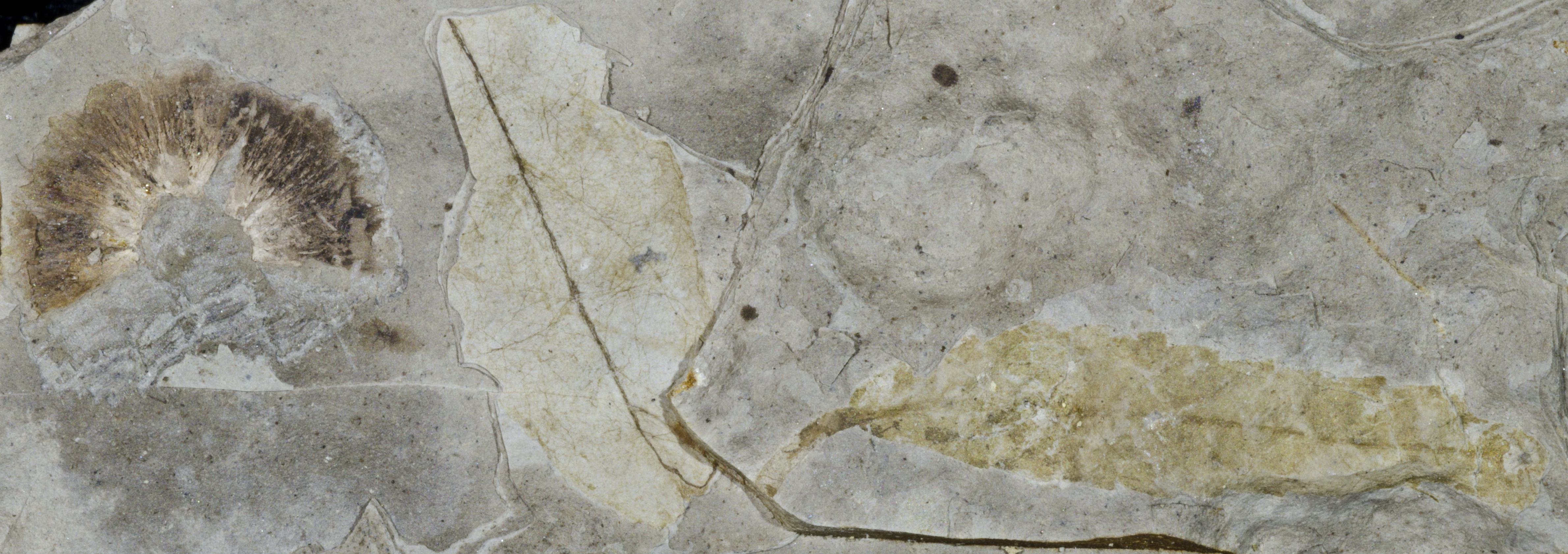 Sample 1 Image