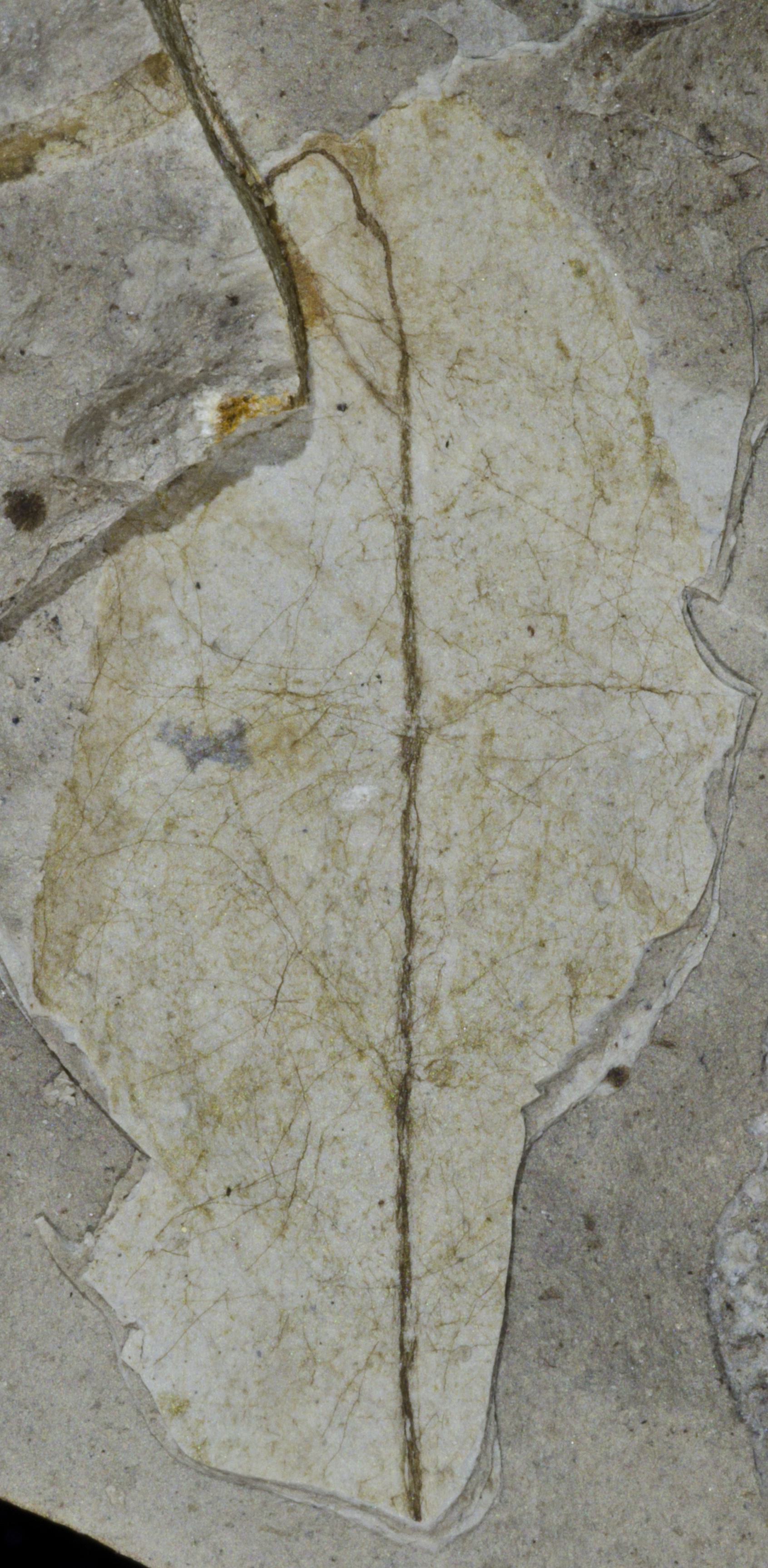Sample 1 Image