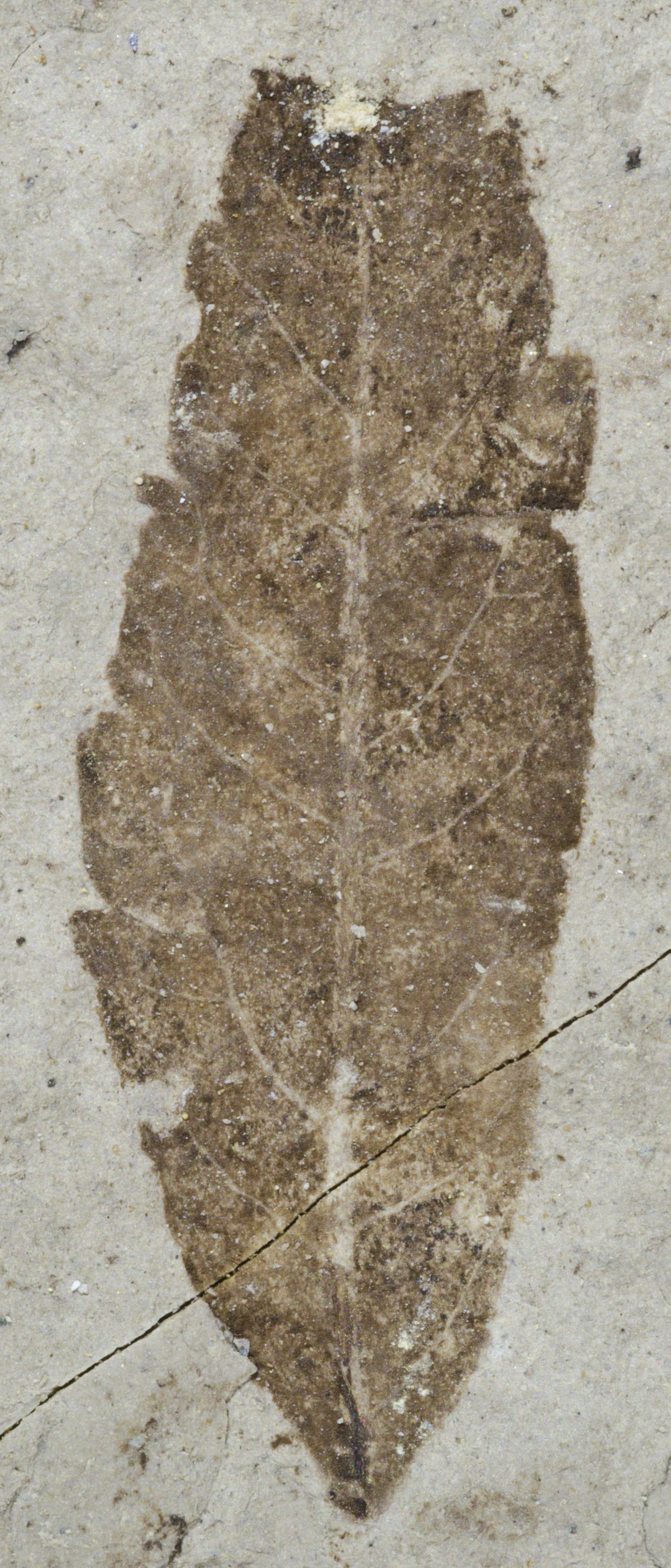 Fossil Image