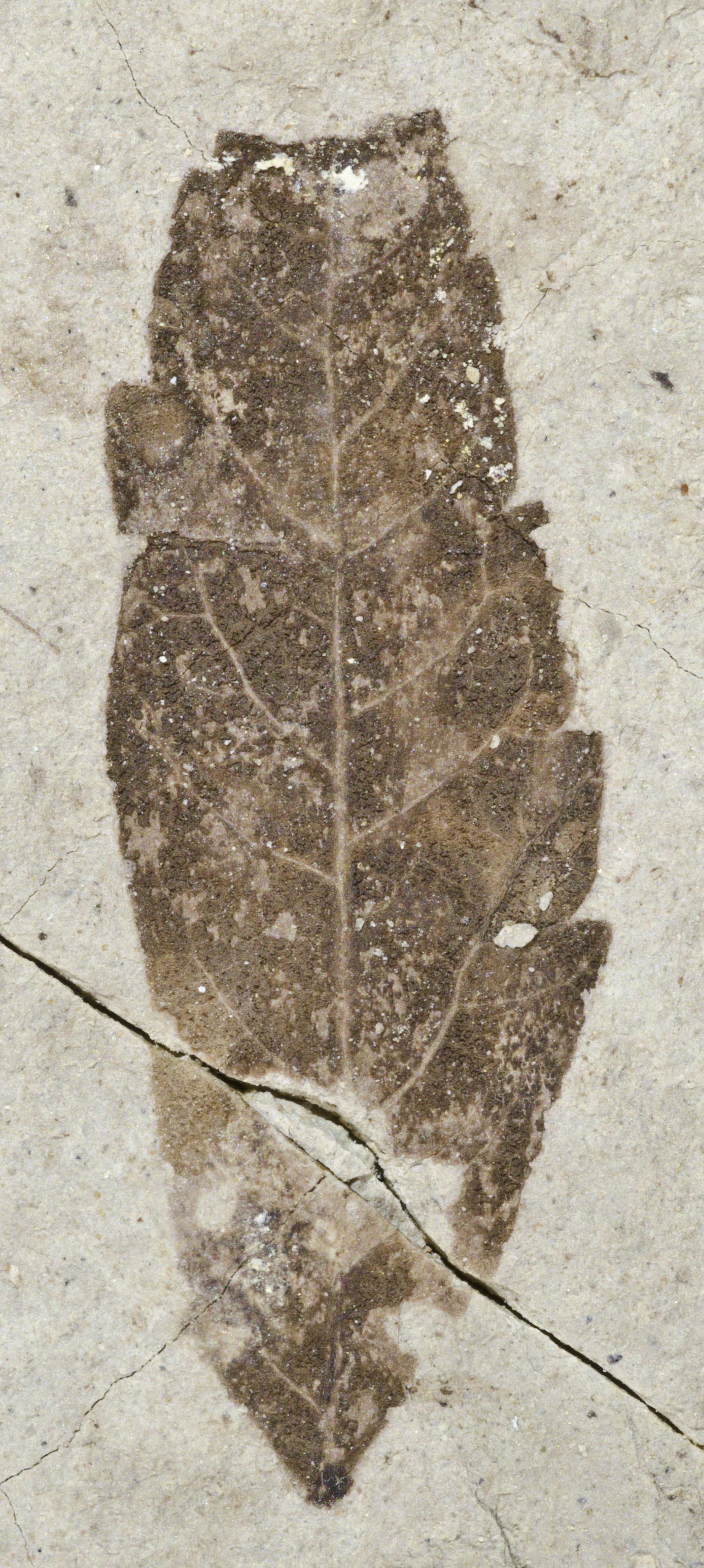 Fossil Image