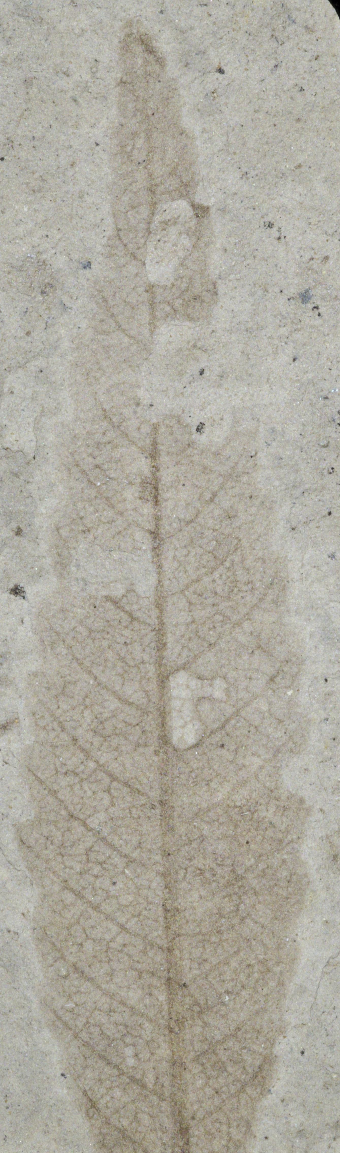 Fossil Image