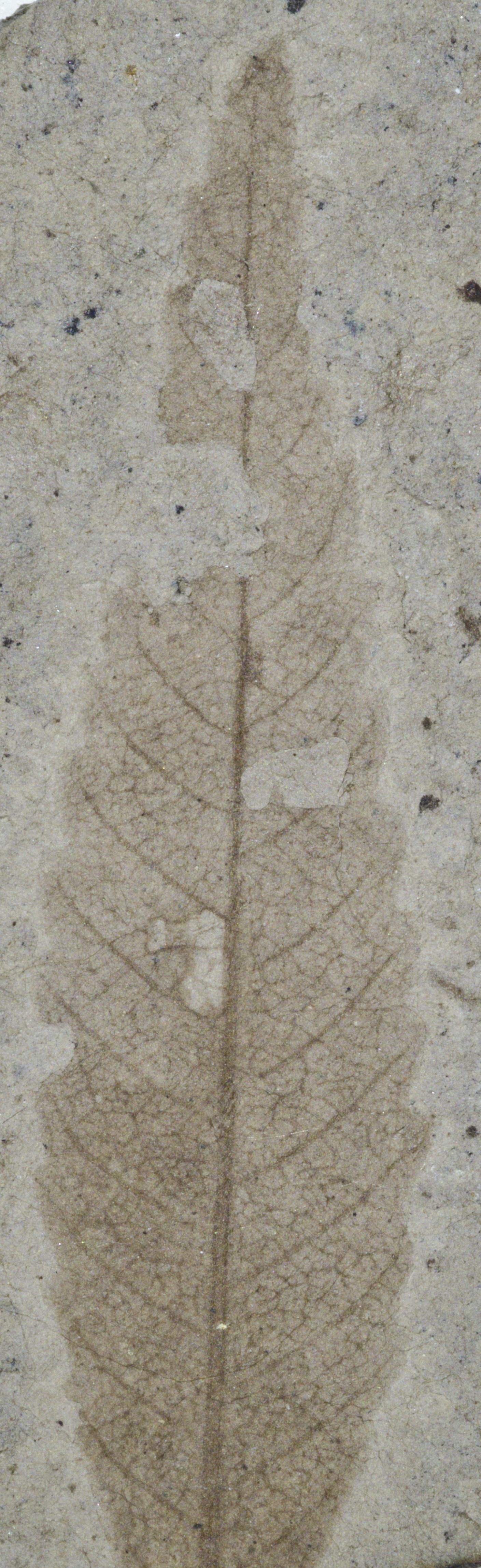 Fossil Image