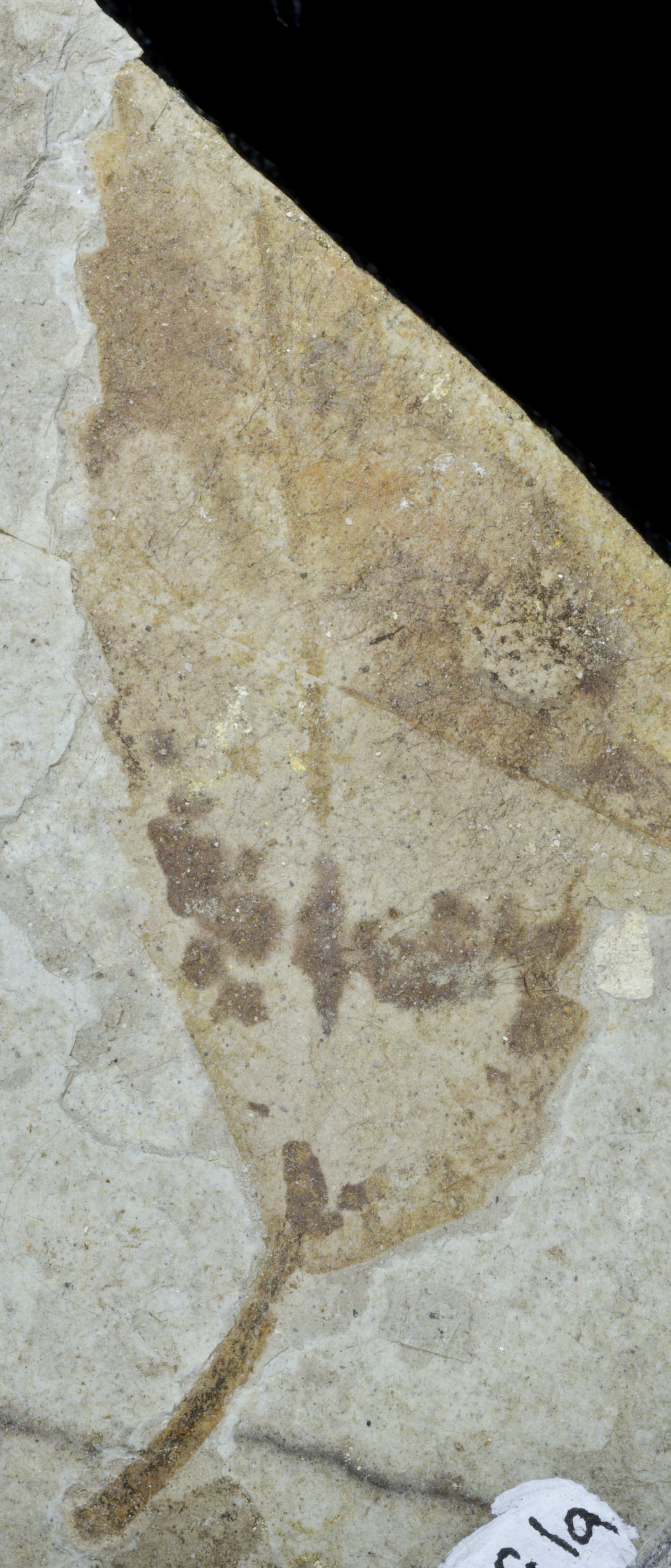 Fossil Image