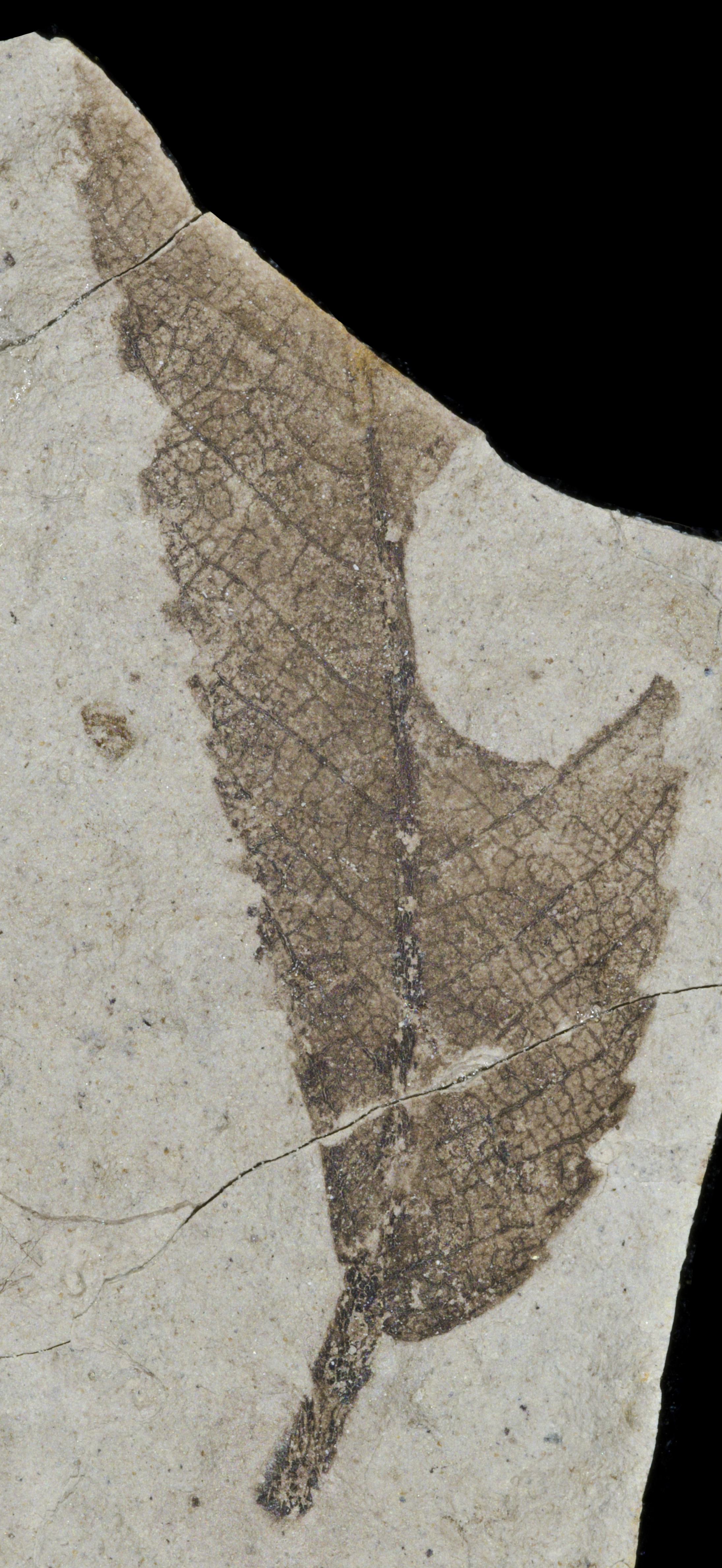 Fossil Image