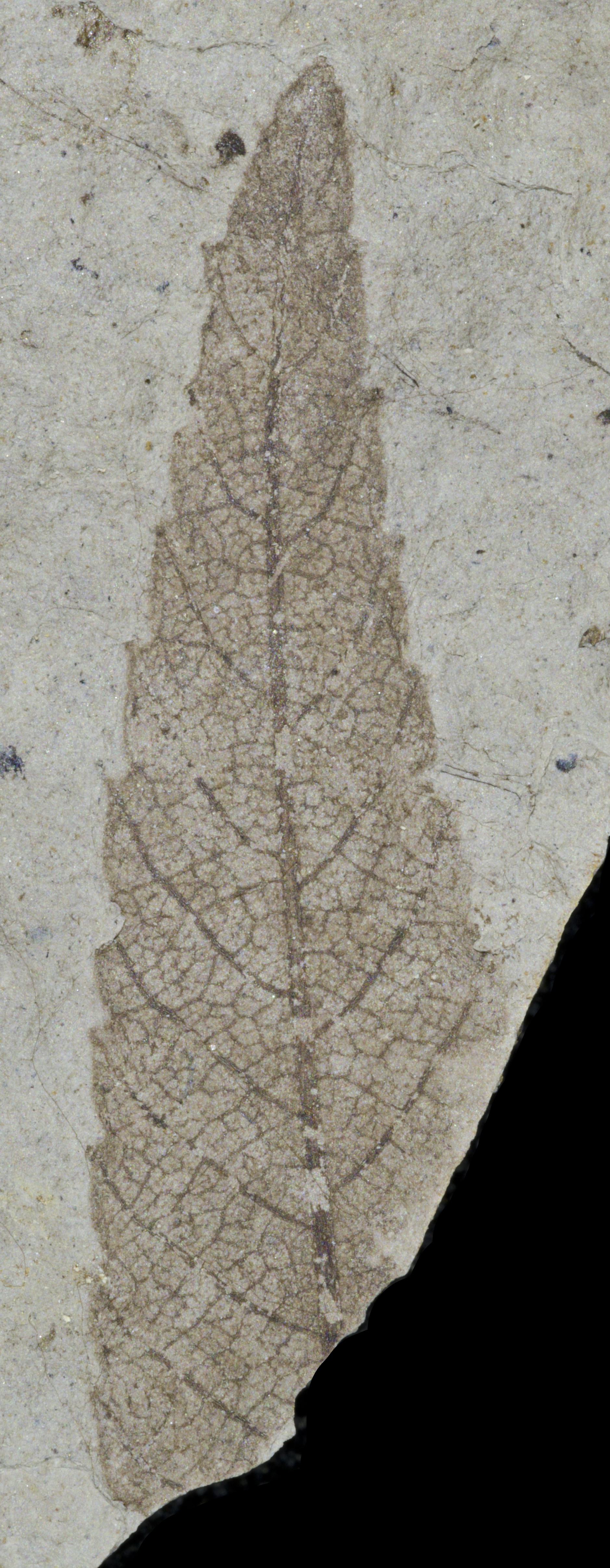 Fossil Image