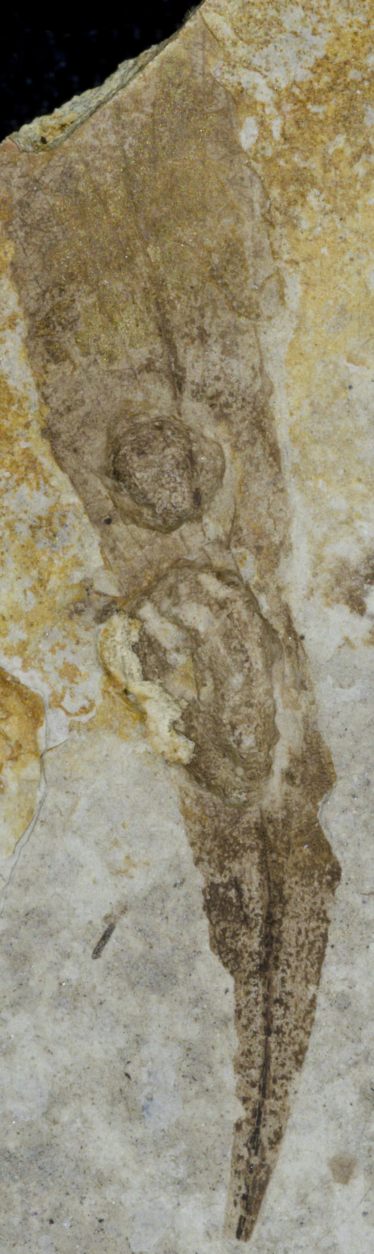 Fossil Image