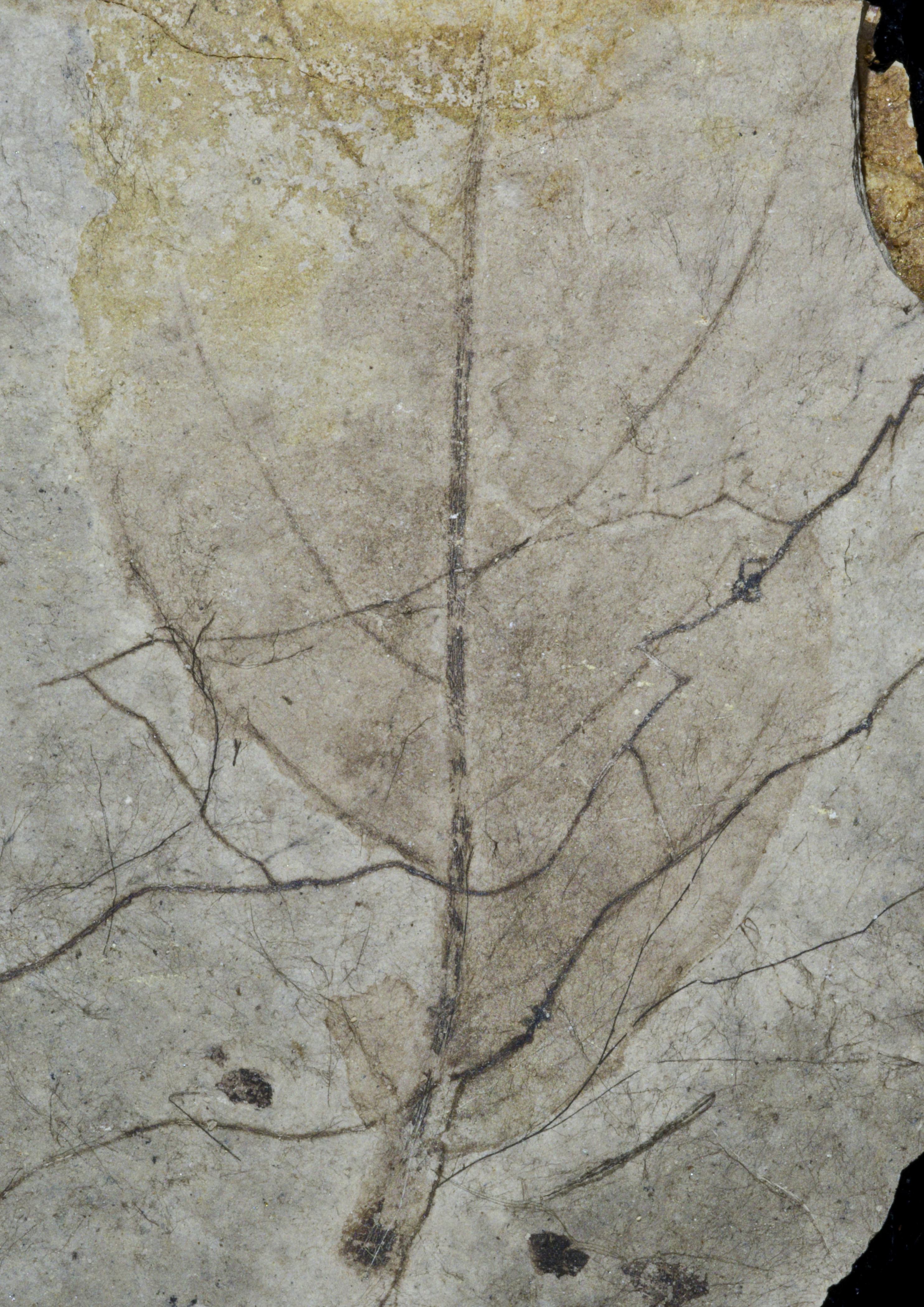 Sample 1 Image