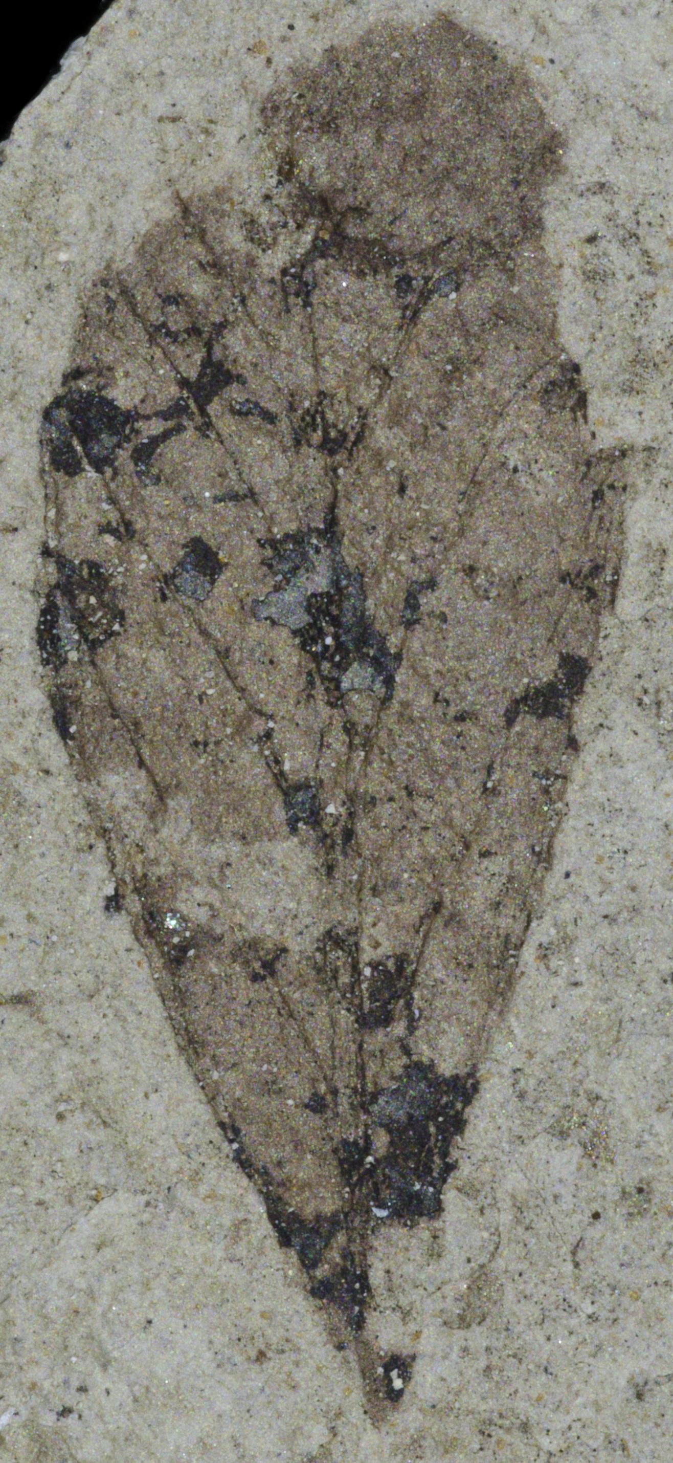 Fossil Image
